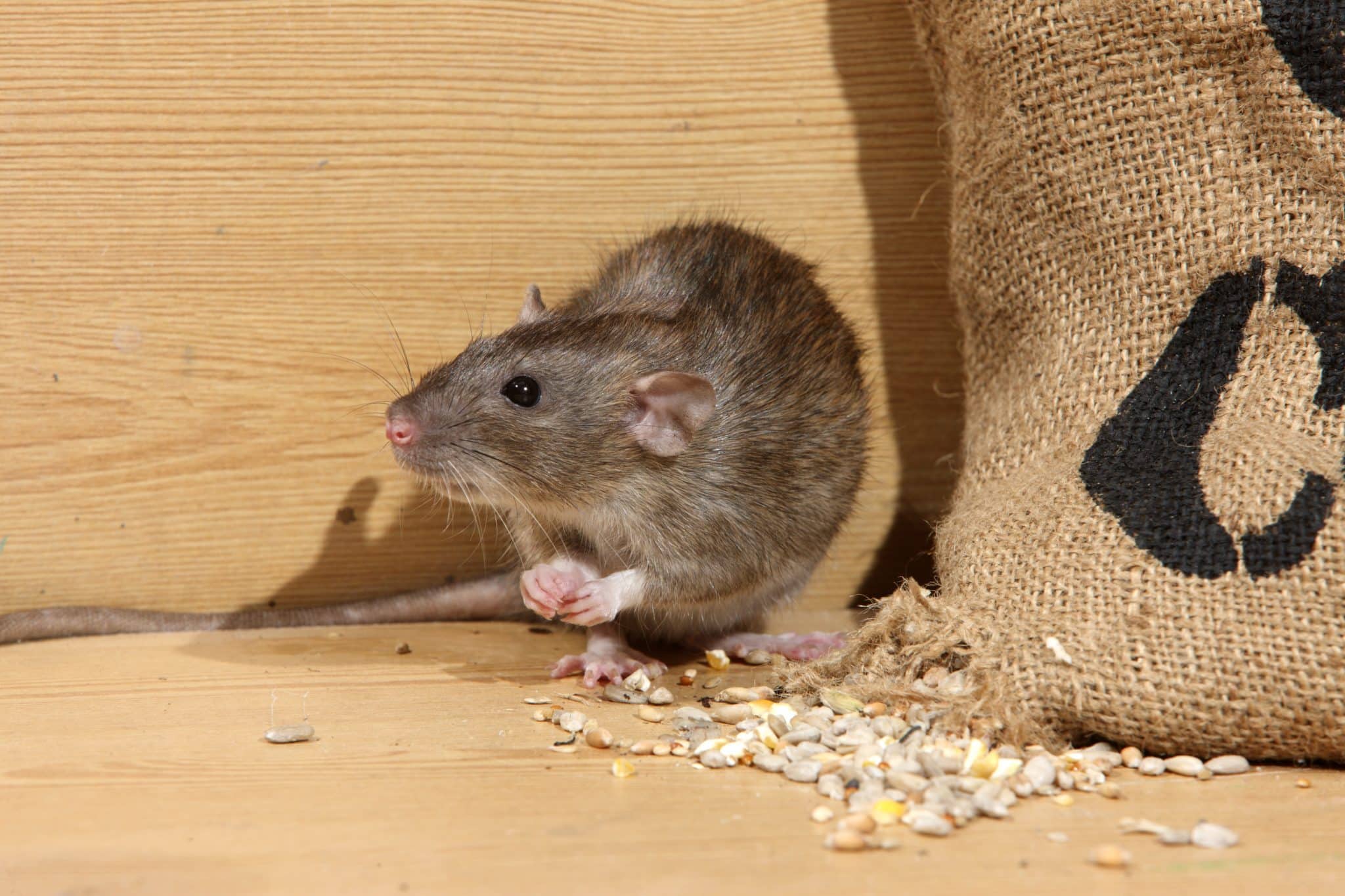 brown rat next to sack of grain