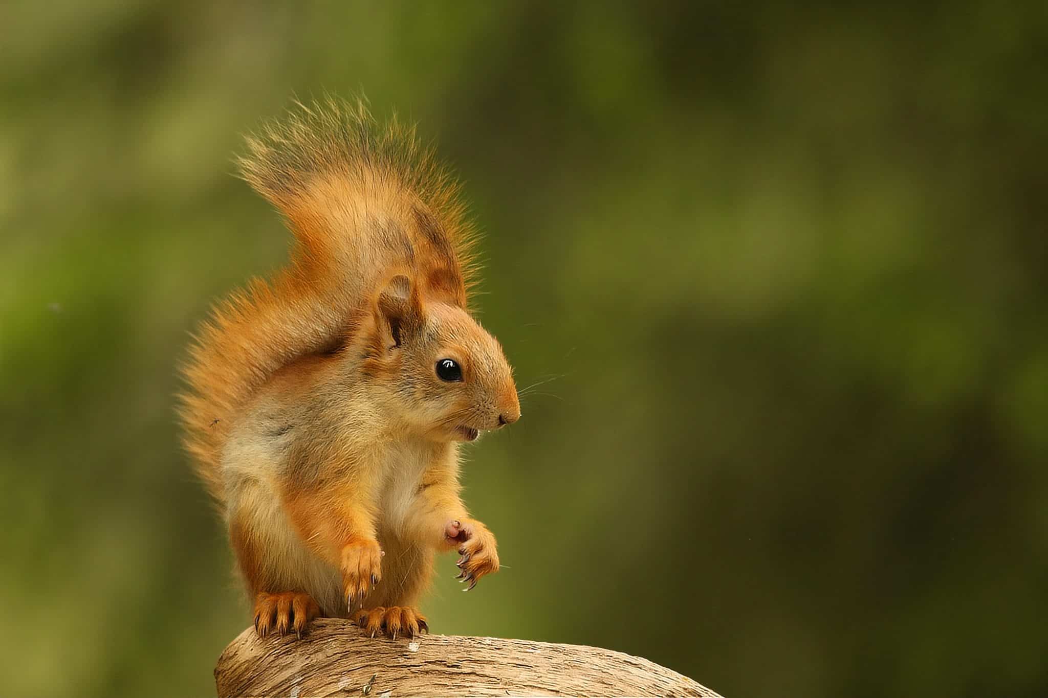 A red squirrel (Sciurus vulgaris) also called Eurasian red sguirrel sitting in branch