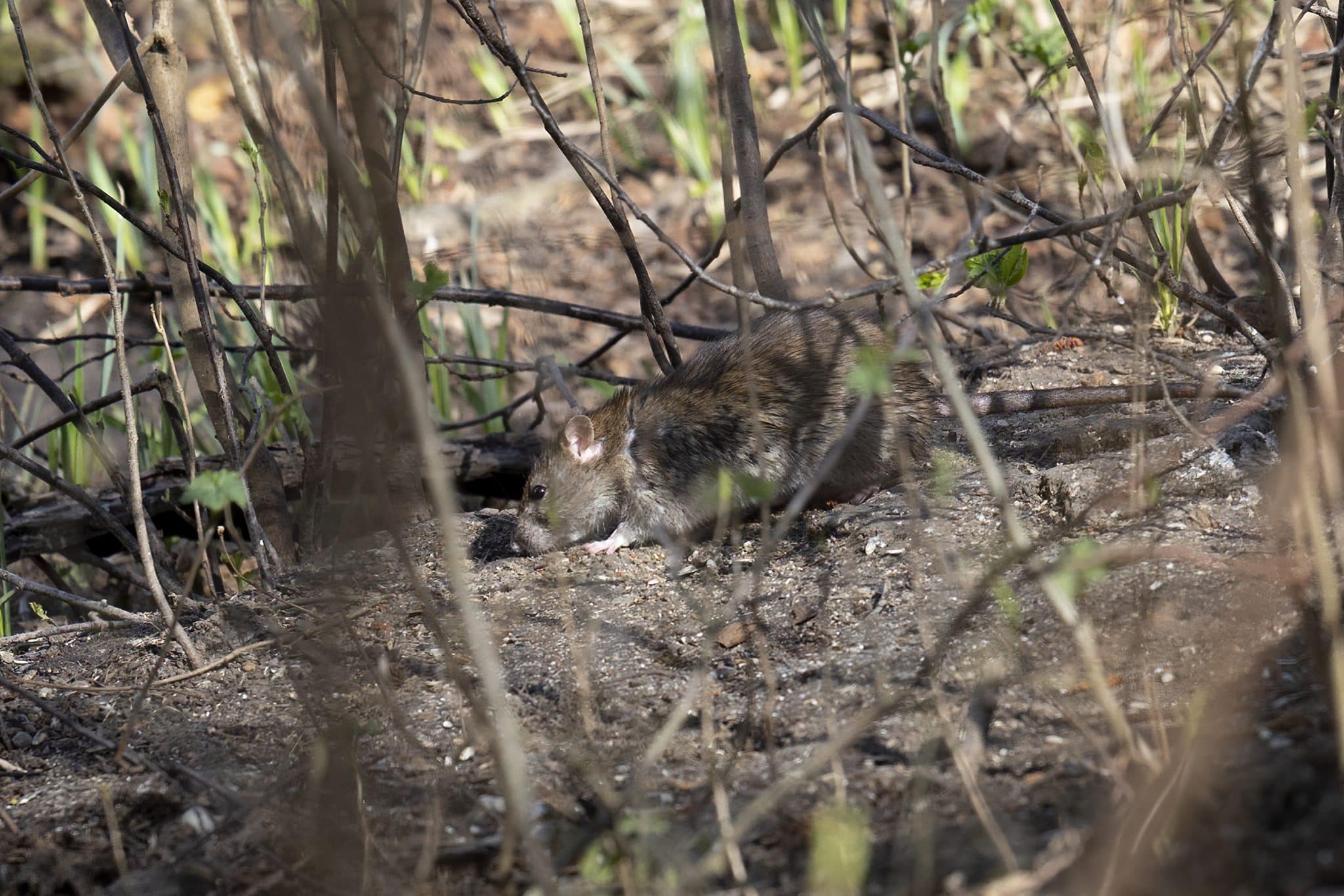 norway rat on forest floor