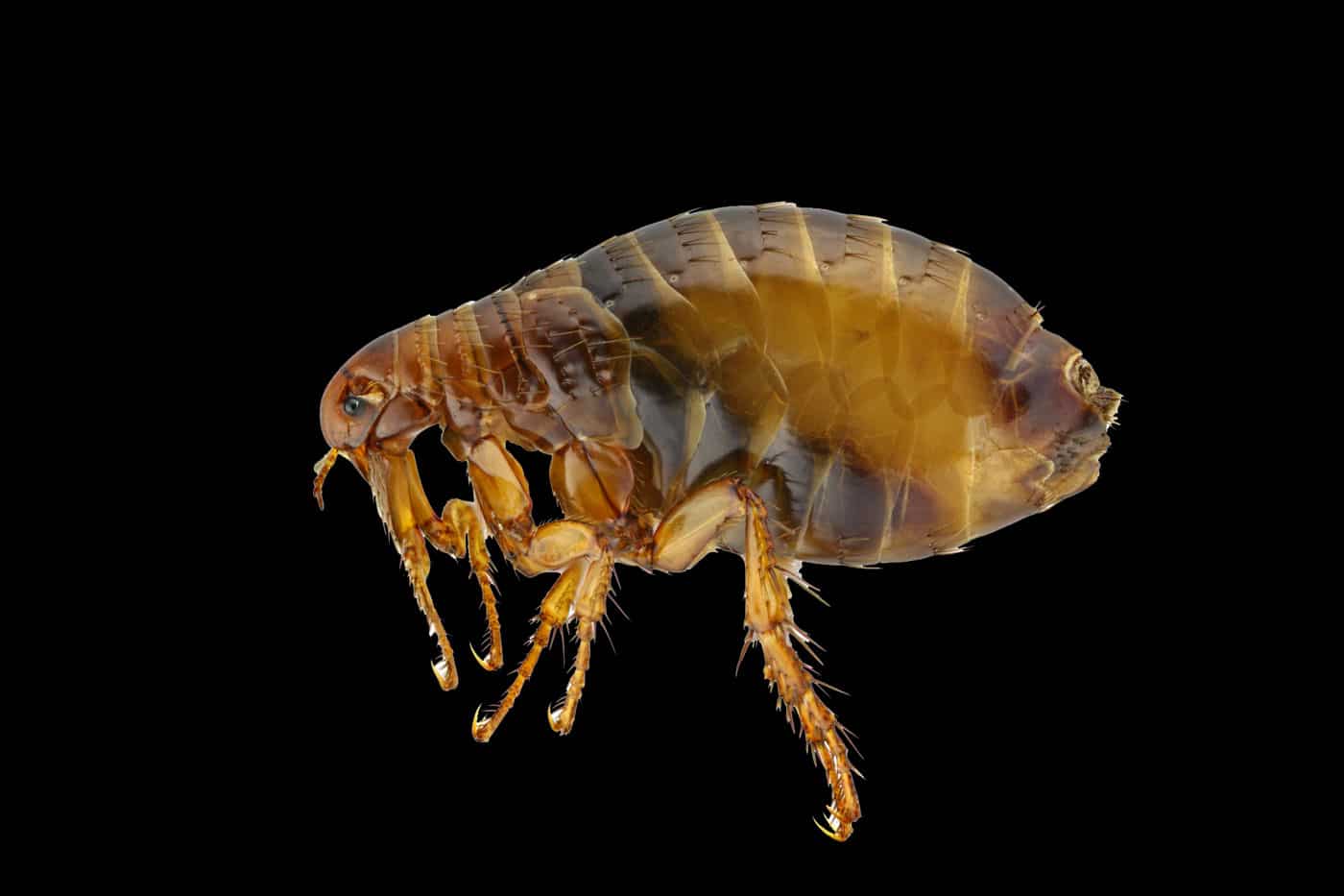 Flea-Borne Typhus - What You Need to Know