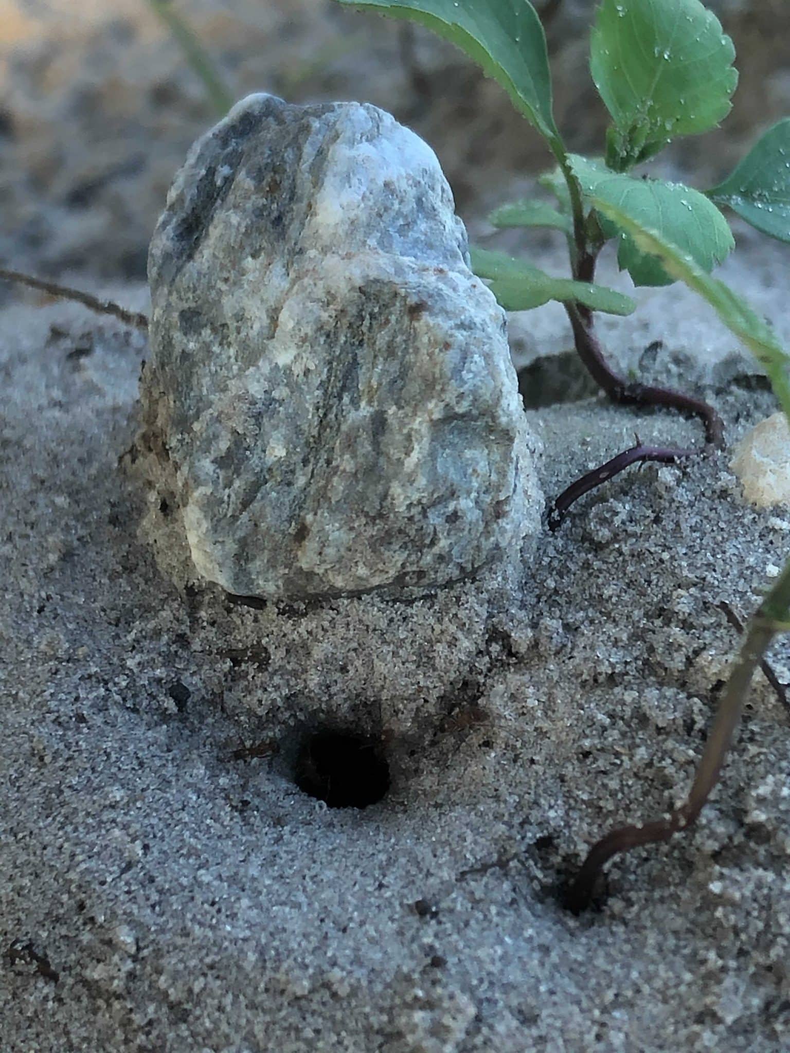 ant hill hole in sand