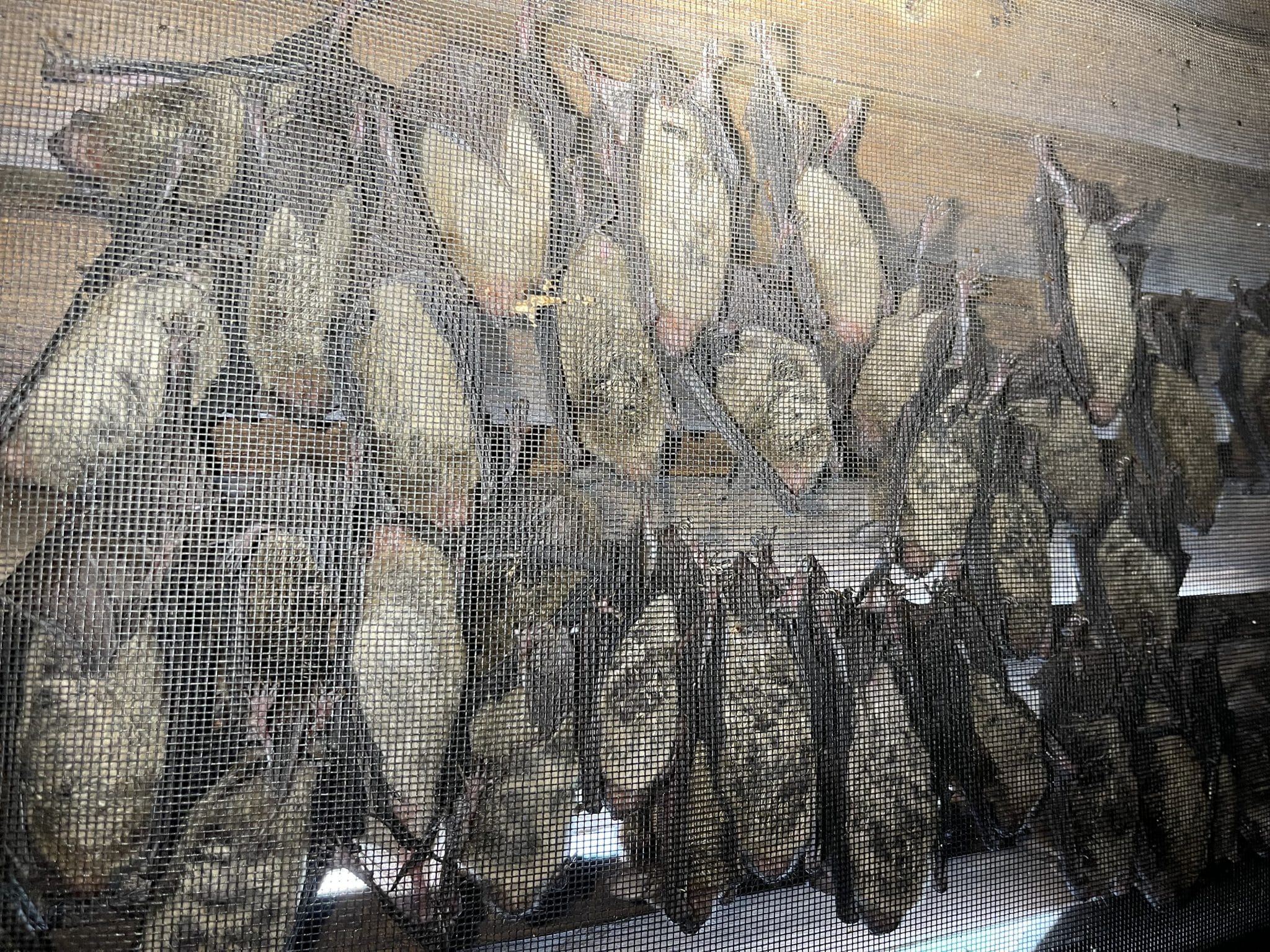 brown bats inside attic on mech wall