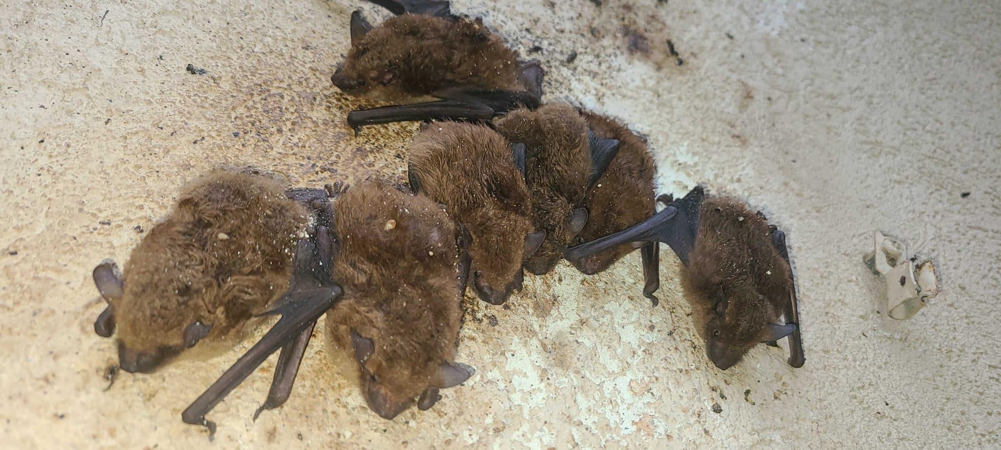 big brown bats on concrete