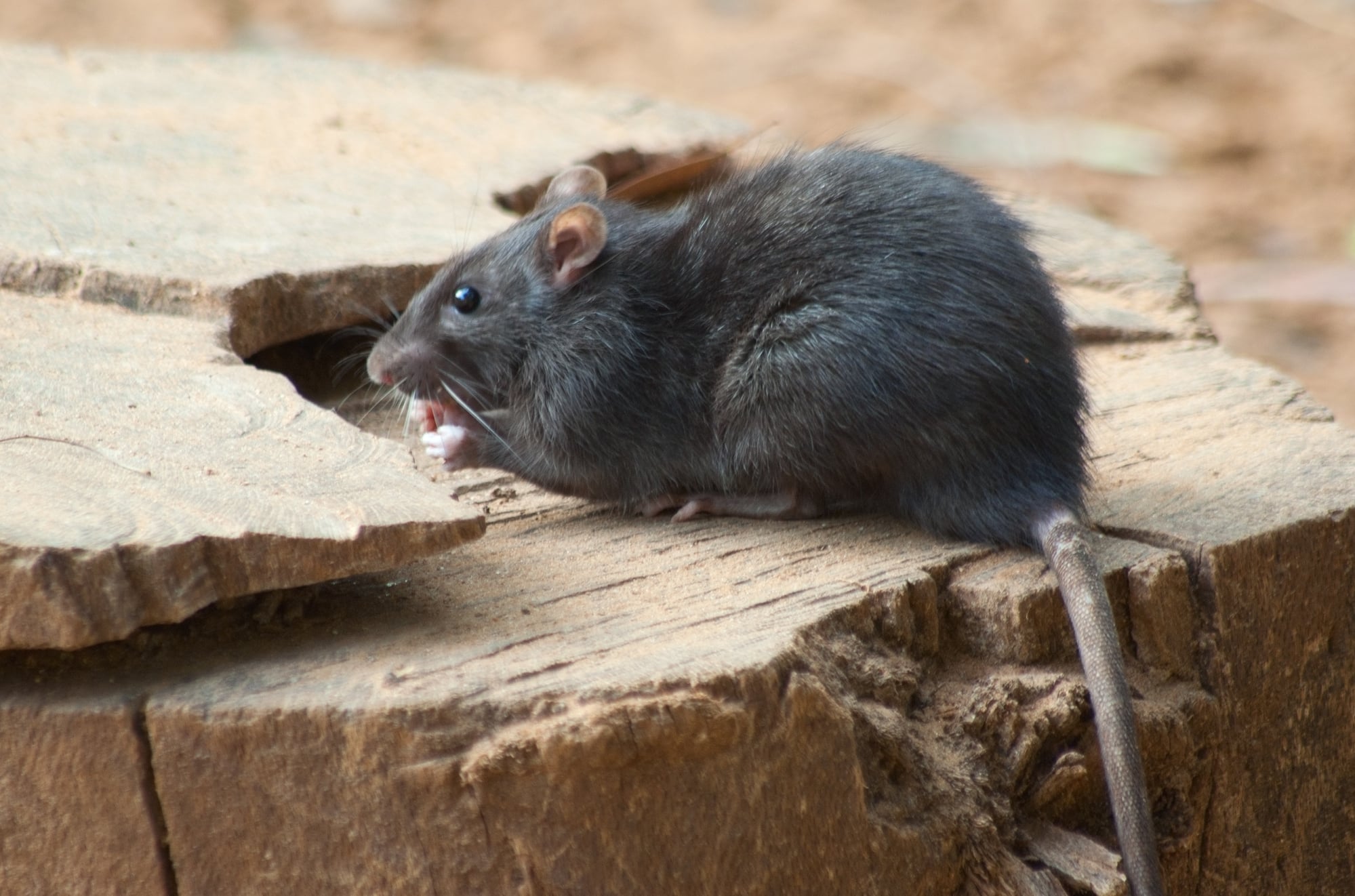 black rat on log eating