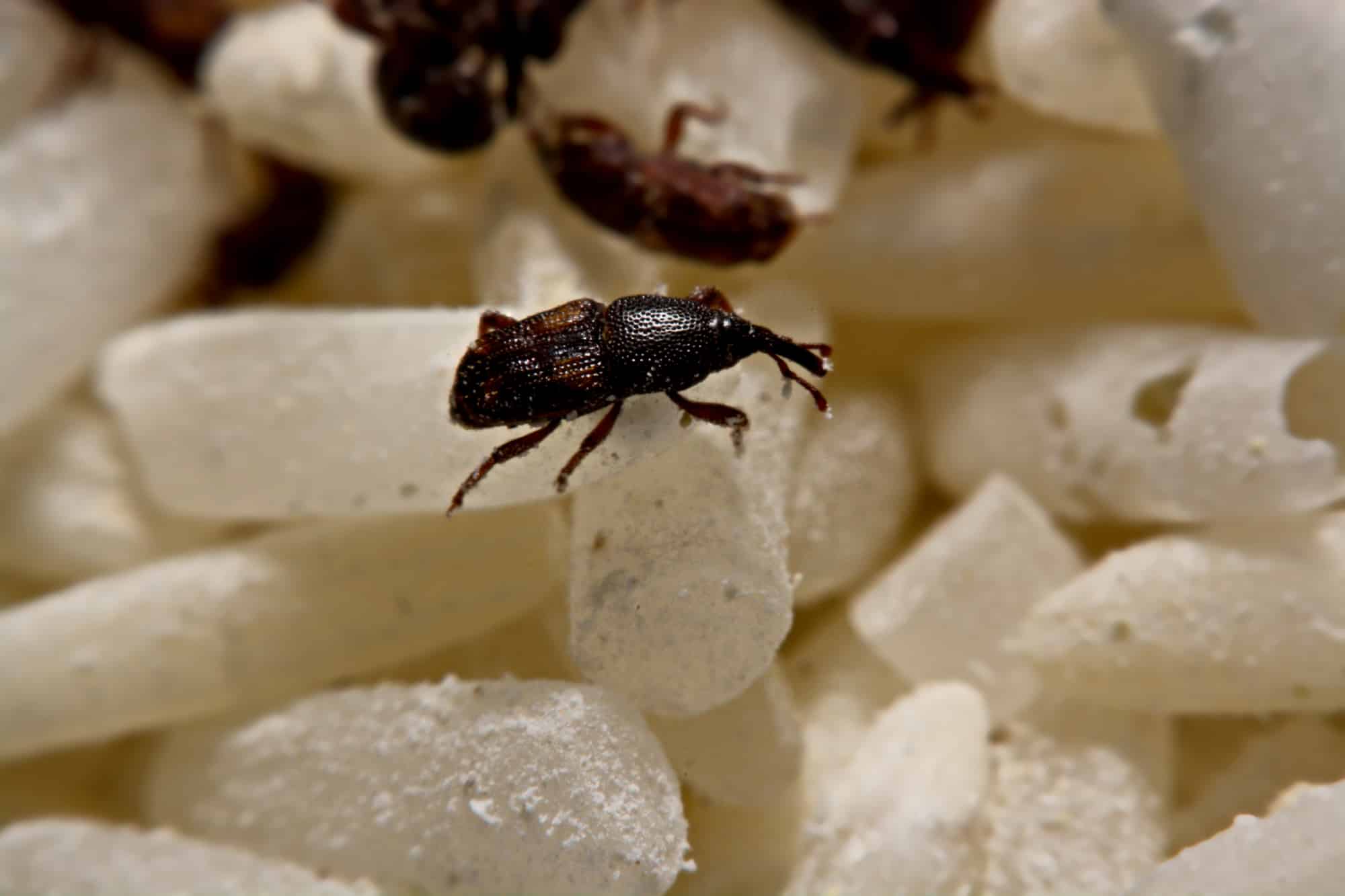 close up of a weevil on rice grain