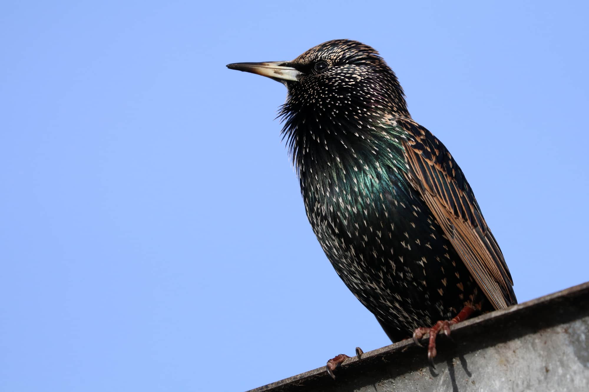 european starling sitting on roof