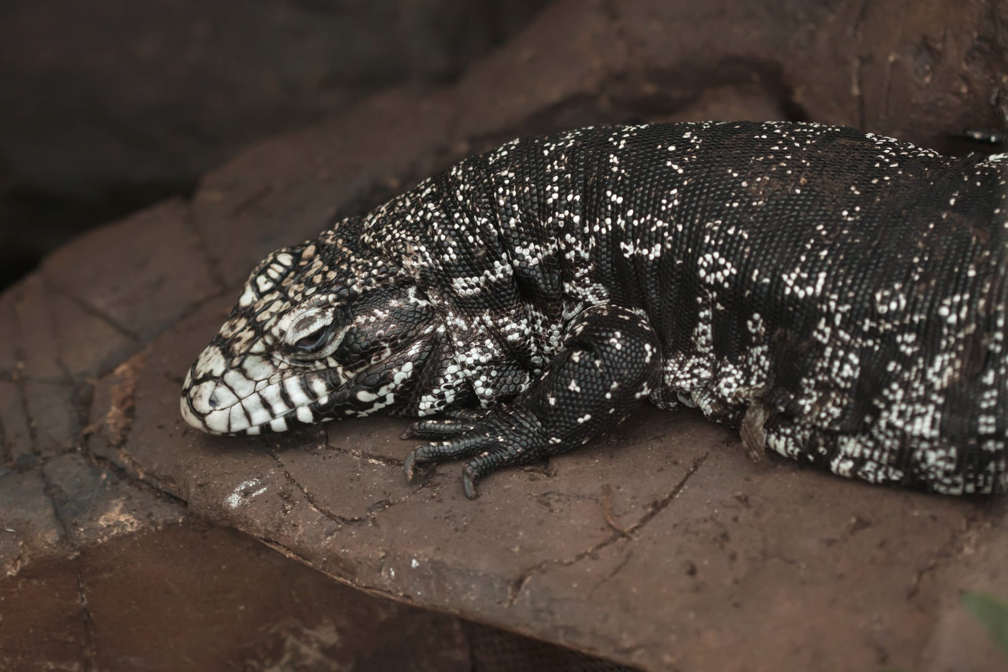 large black and white tegu lizard sleeping on a rock