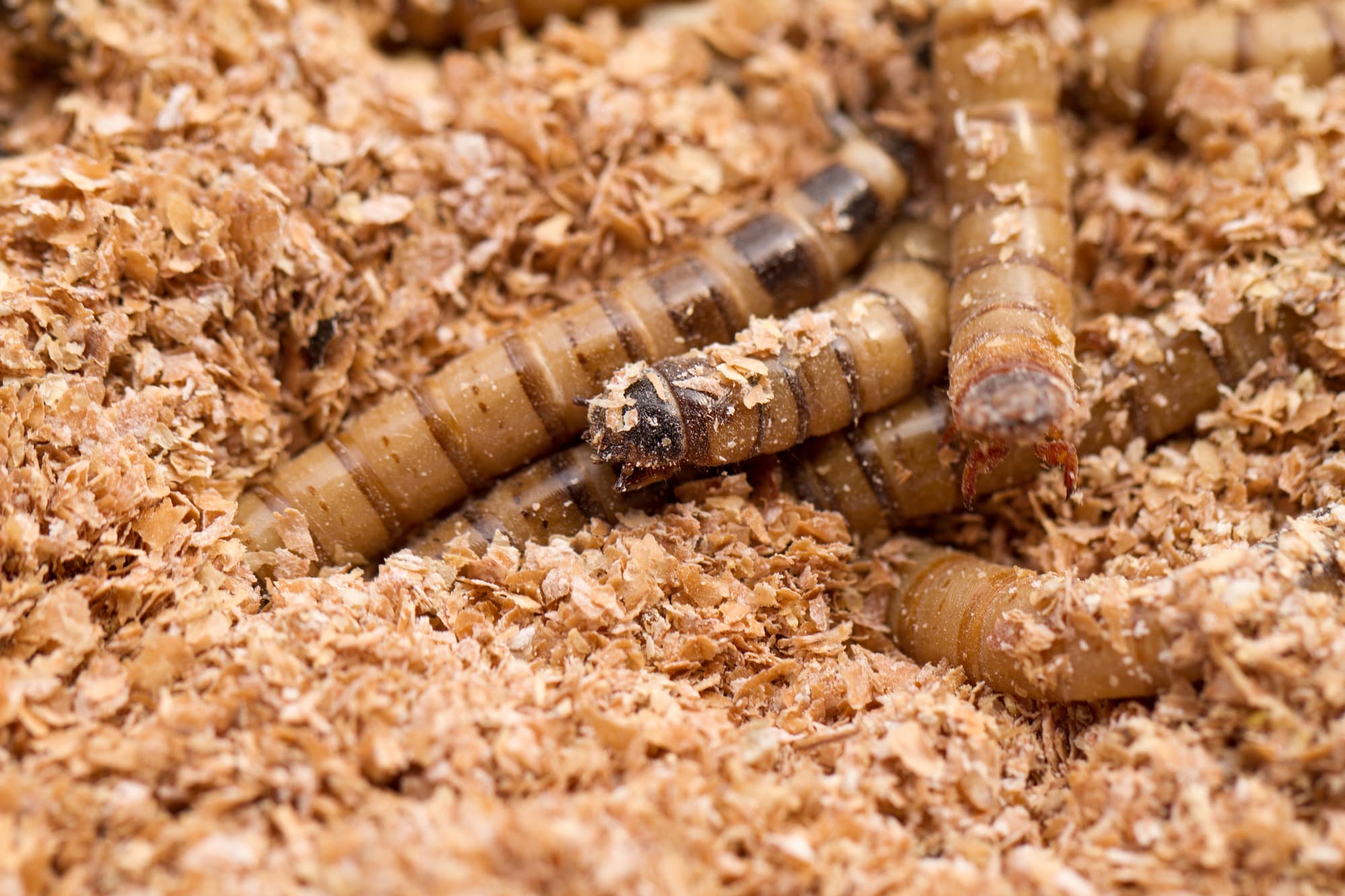 mealworms in brown dirt
