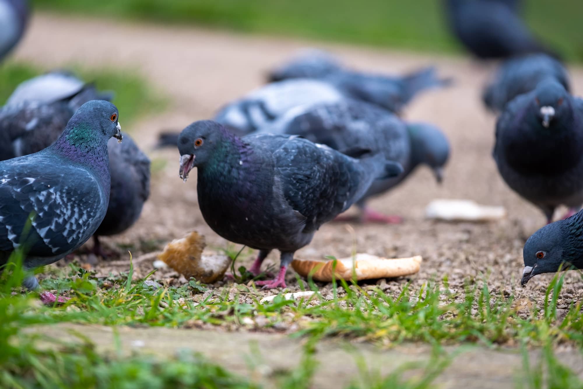 blue pigeons eating bread at a park
