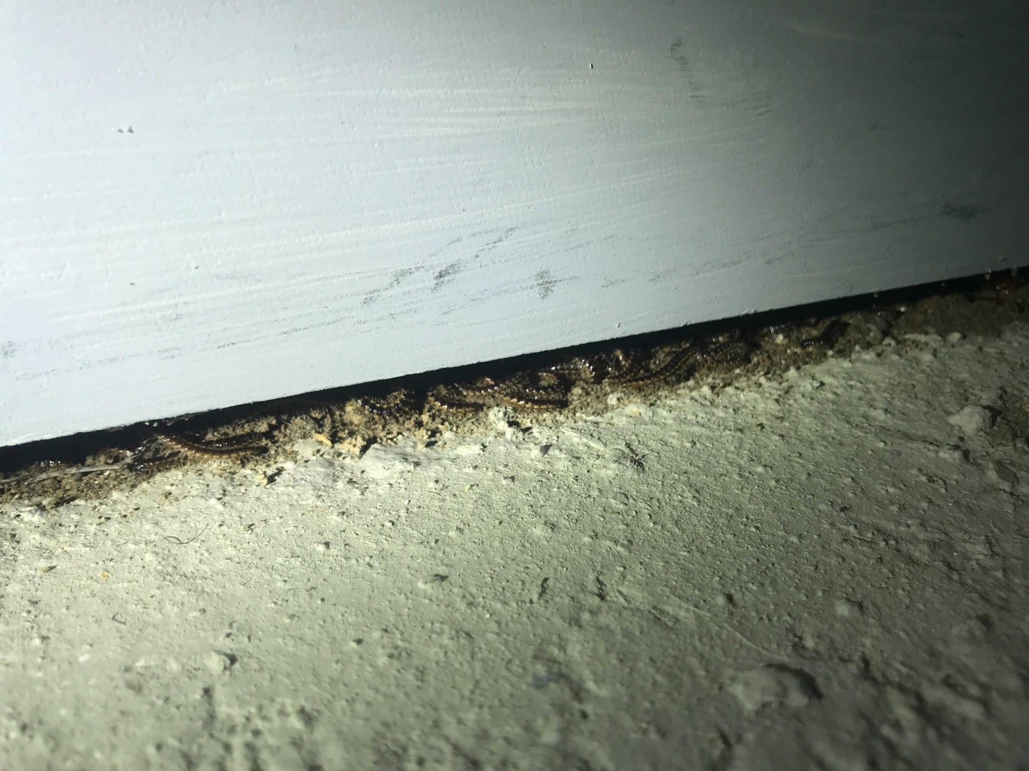 milipedes under white wall crack