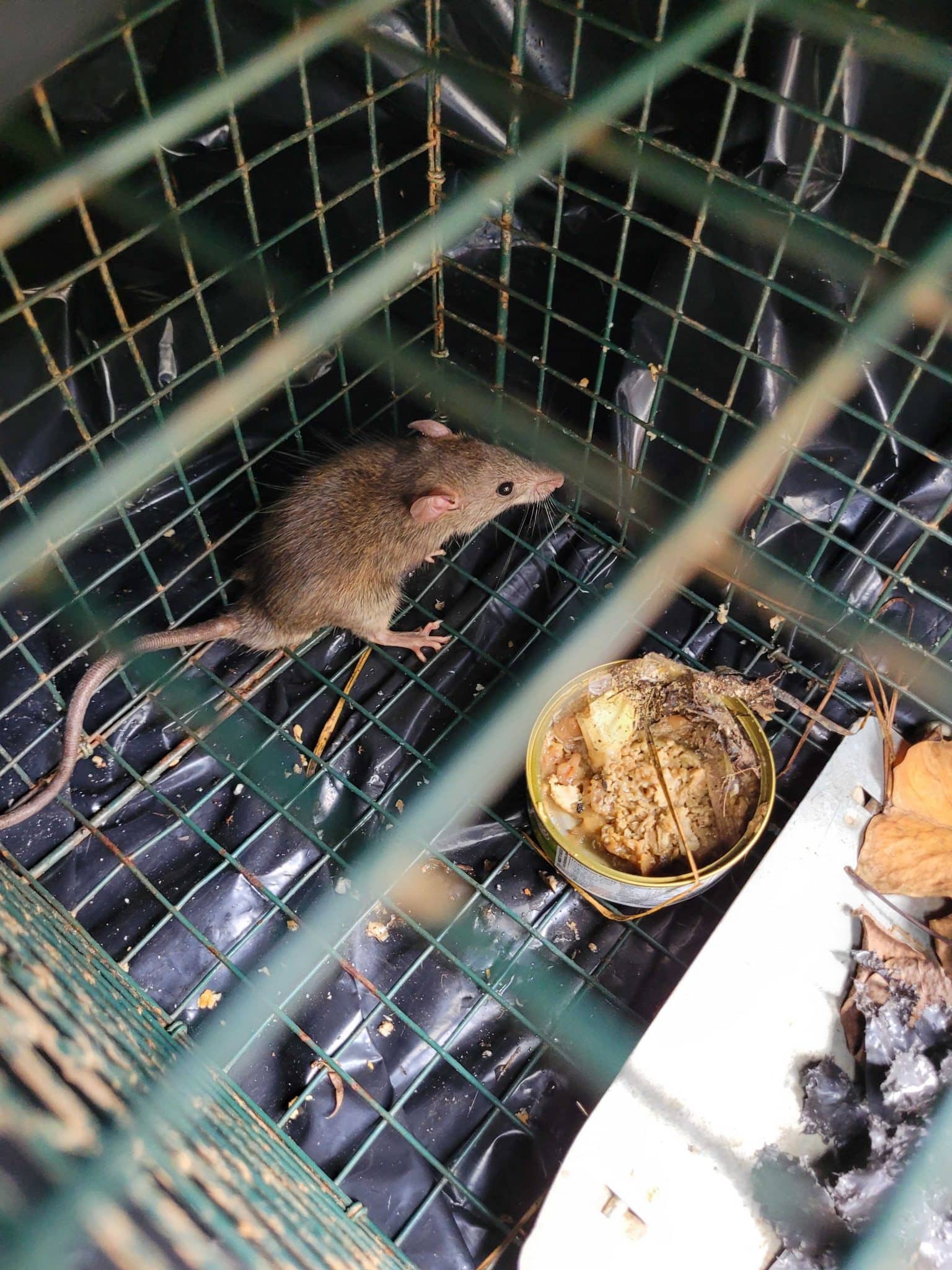 brown rat caught in cage