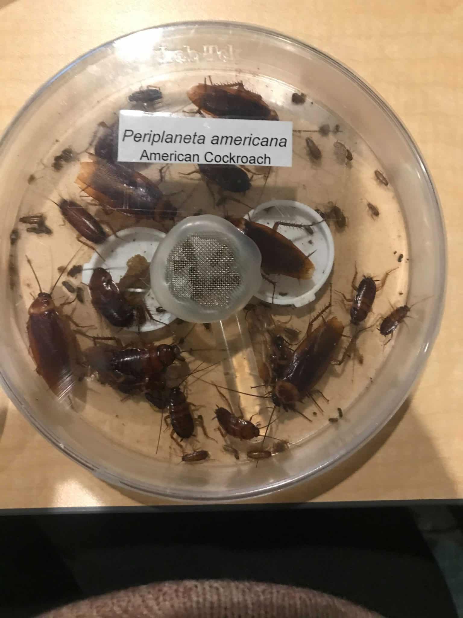 Various roaches in a container.