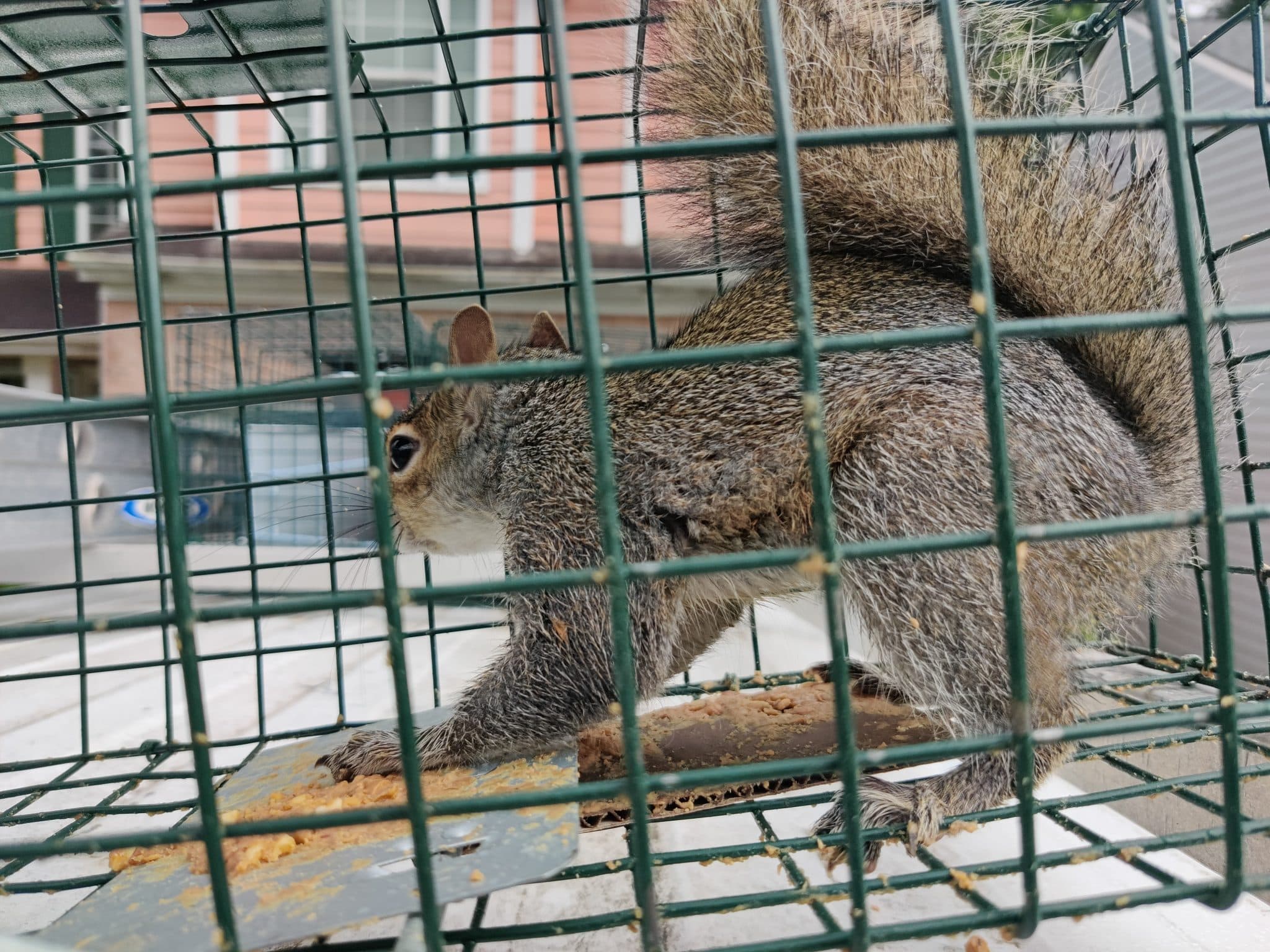 grey squirrel in cage