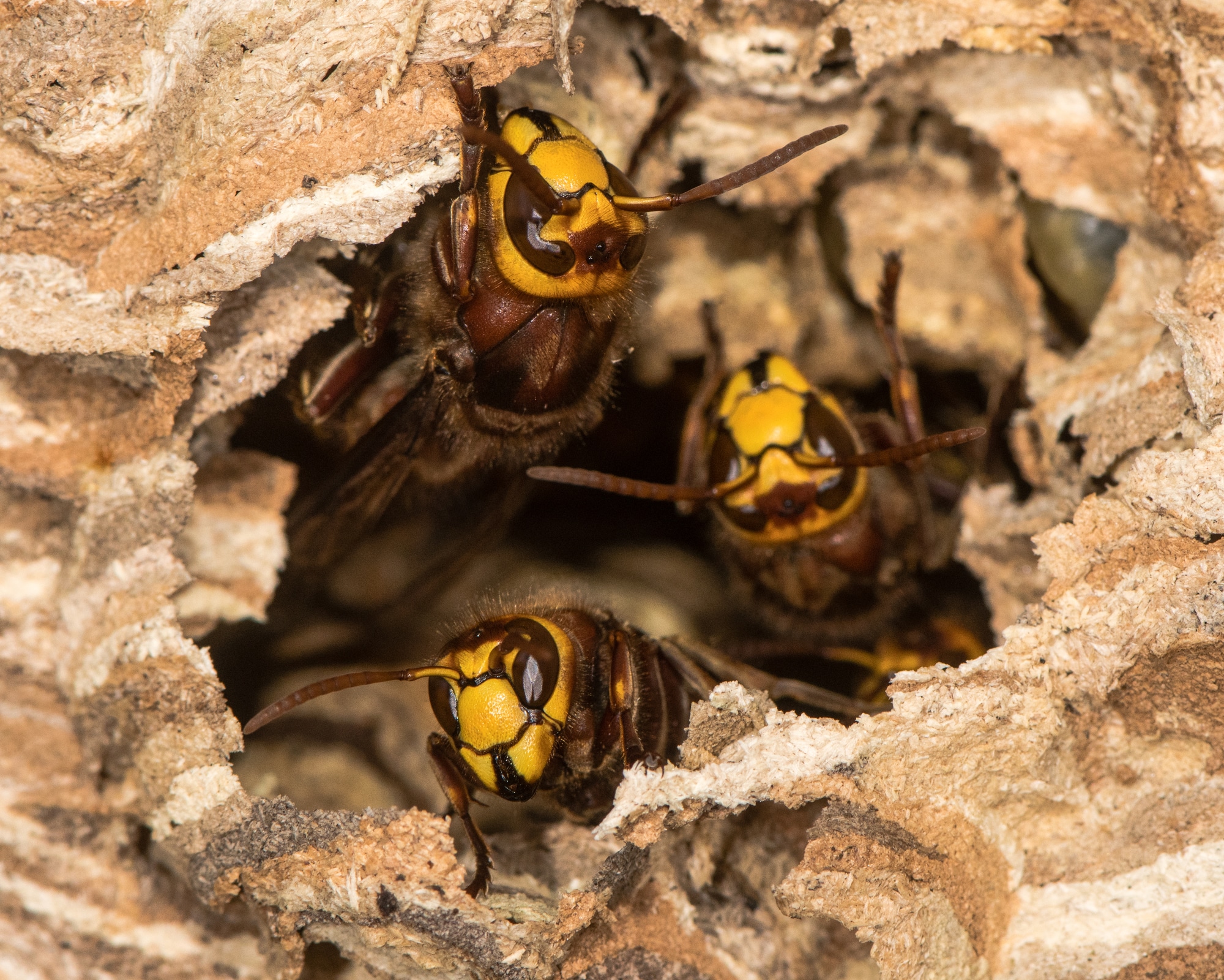 yellow hornets inside of their nest