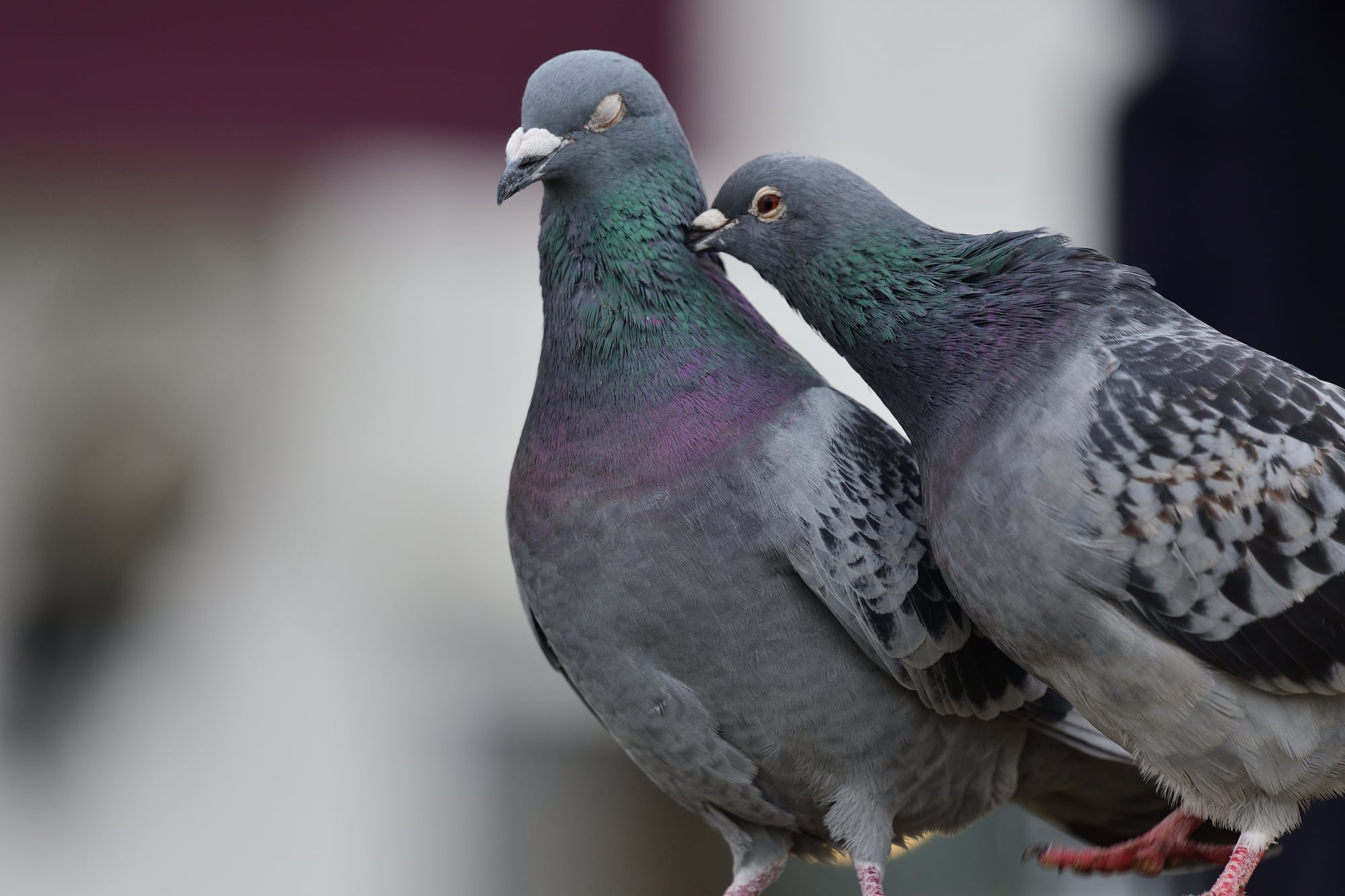 two pigeons leaning against each other