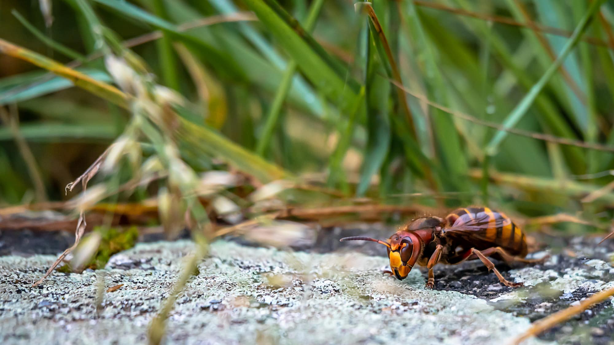 large asian giant hornet in the grass