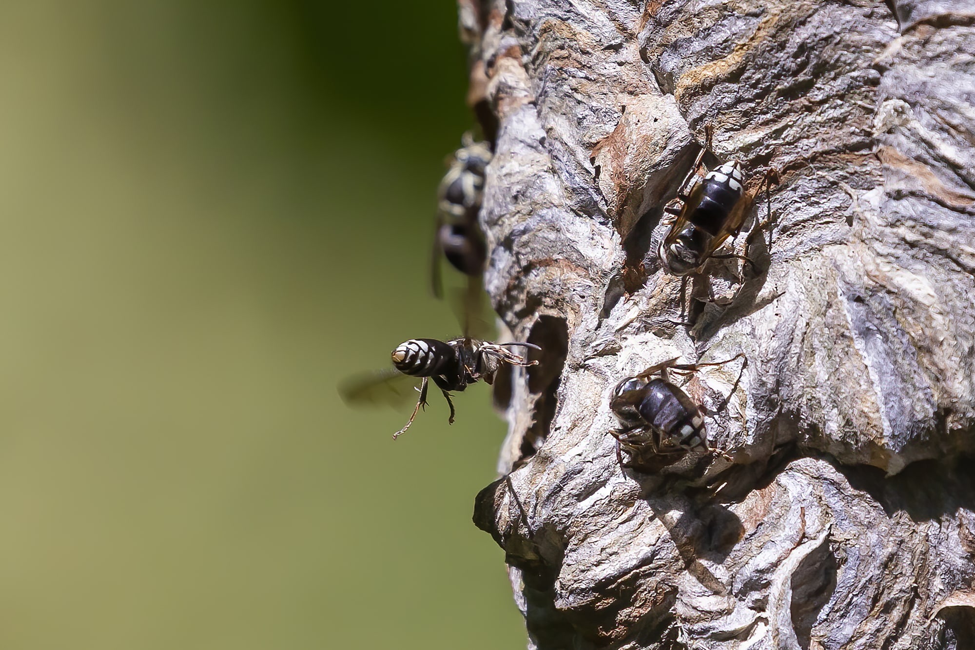 bald face hornets on their nest