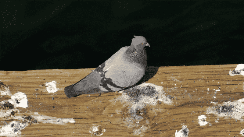pigeon standing on wooden plank that is covered in bird poop