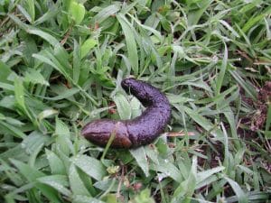 Backyard Animal Poop & Scat Identification: An Ultimate Guide for 2023