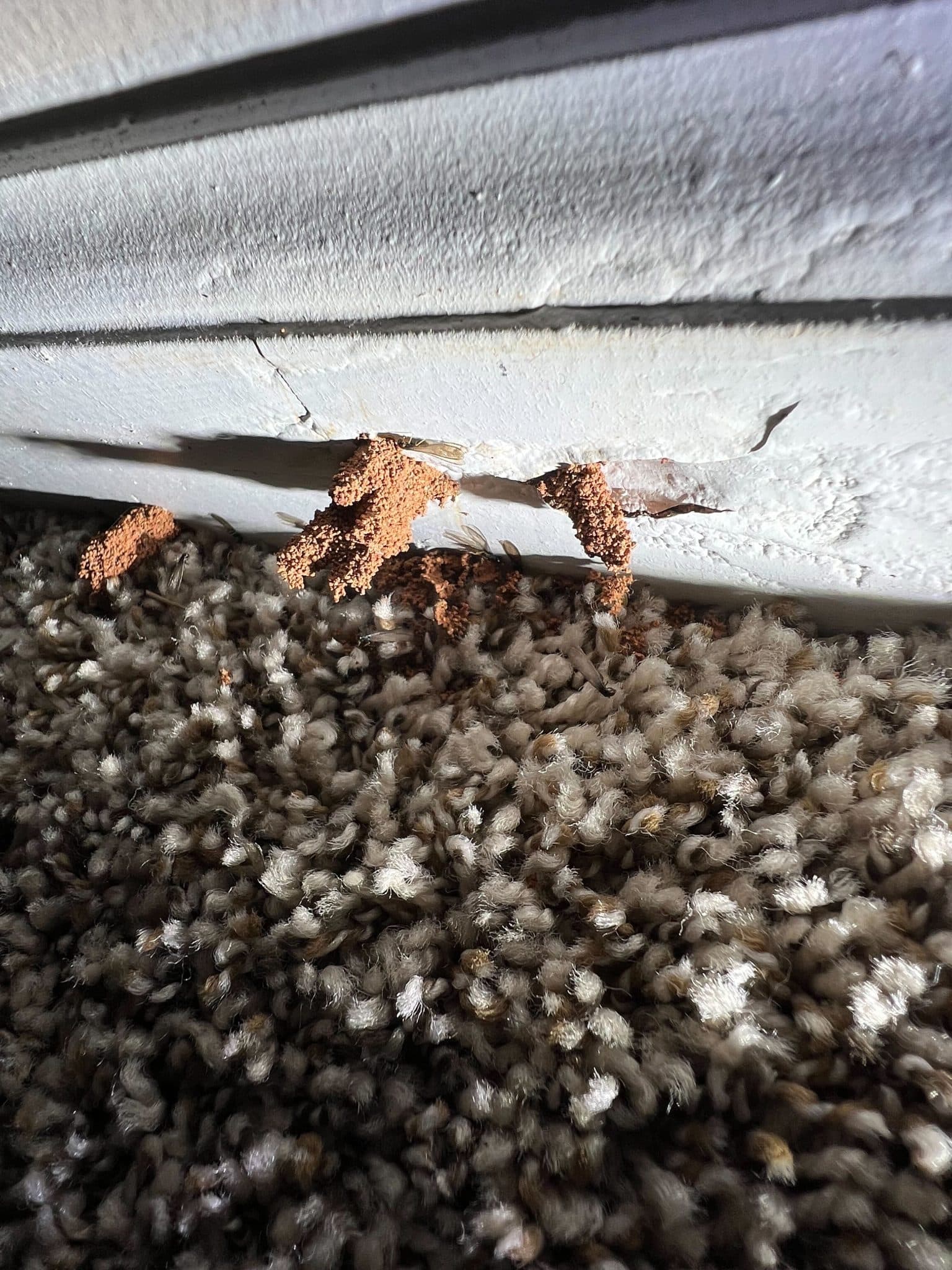 Termite tubes coming out of wall