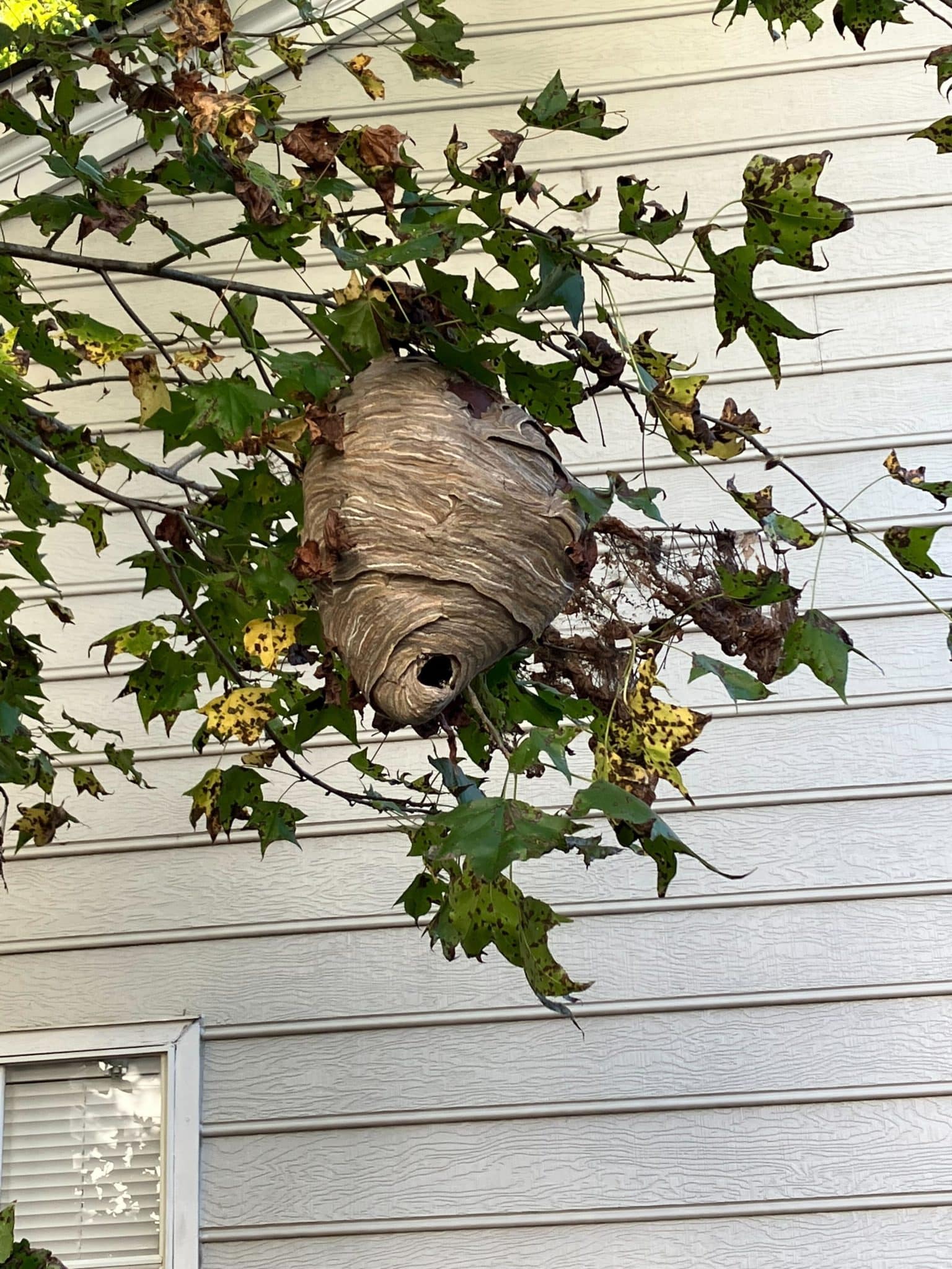 A fully constructed Wasps Nests