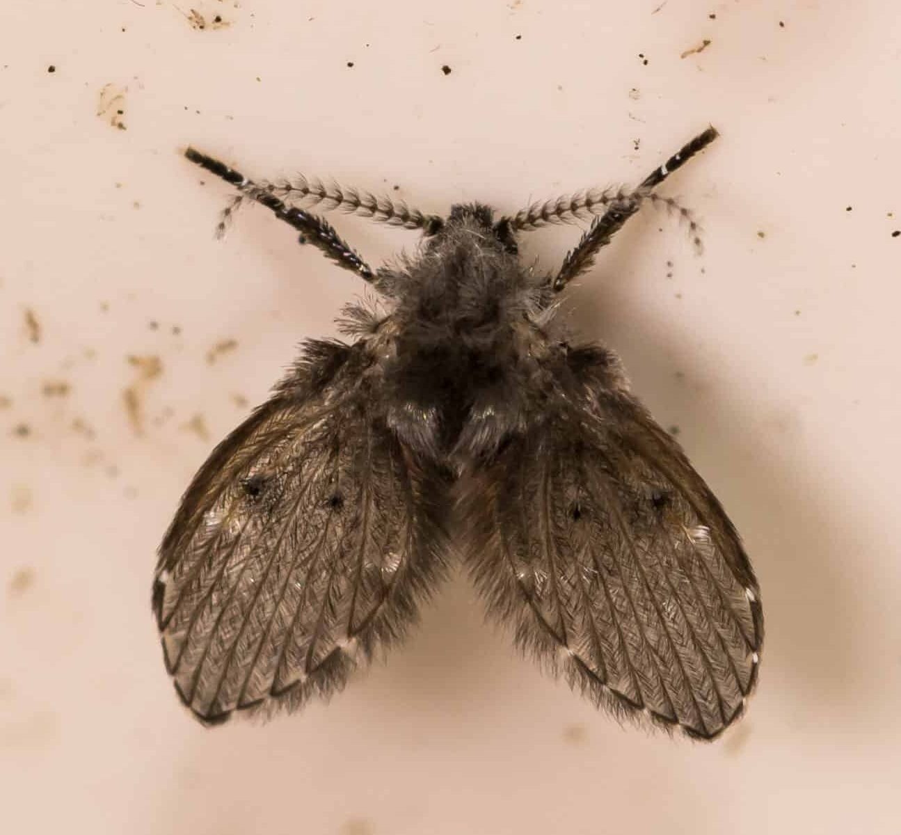 Drain Fly On Wall