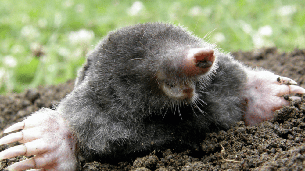 Eastern Mole coming out of the dirt