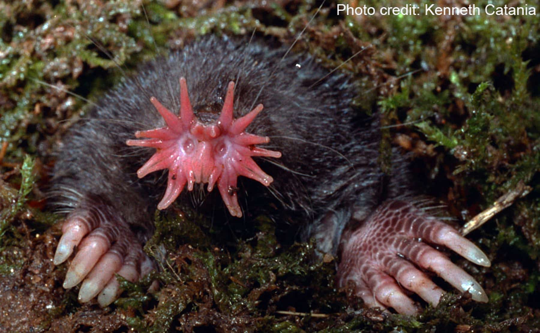Star Nosed Mole coming out of the dirt