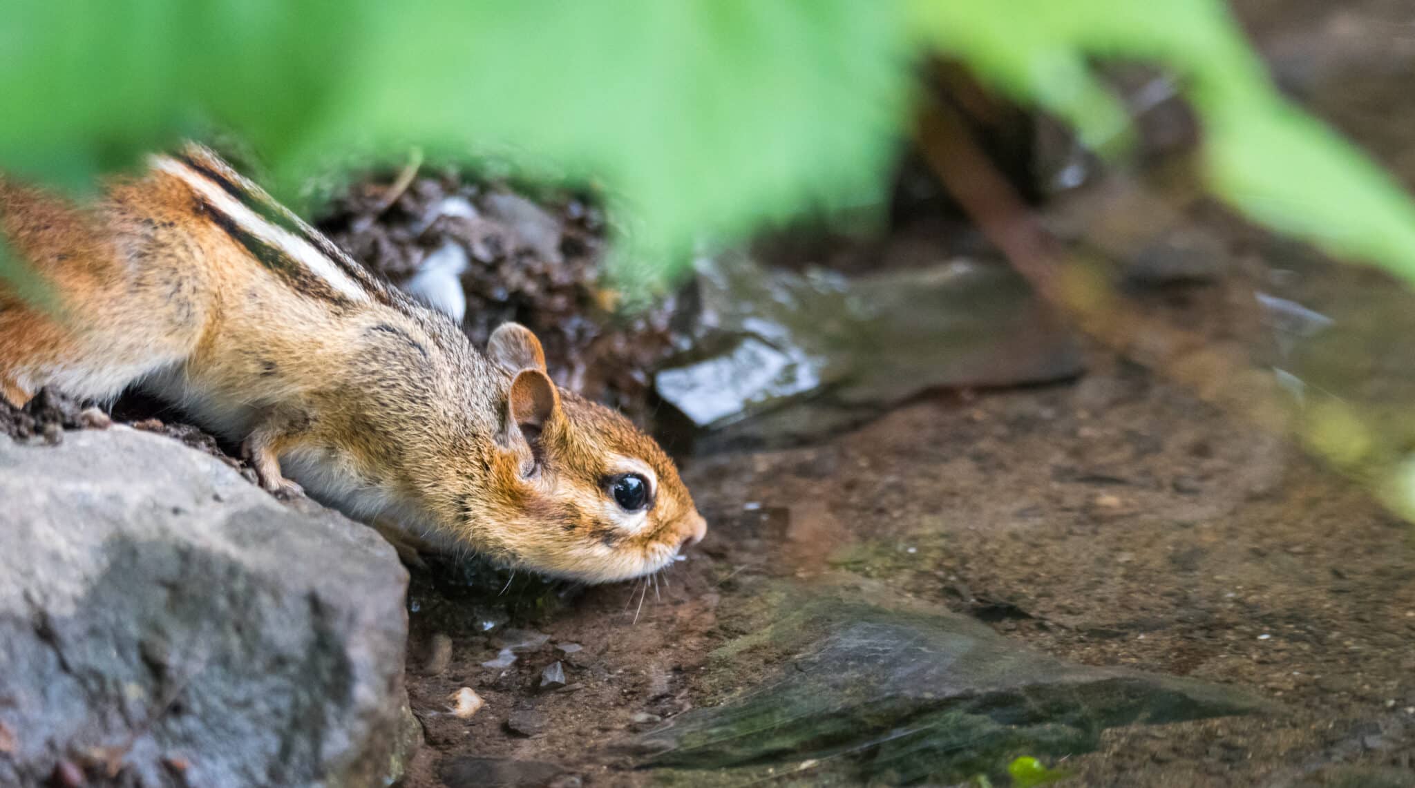 Eastern Chipmunk drinking from a creek in the forest.