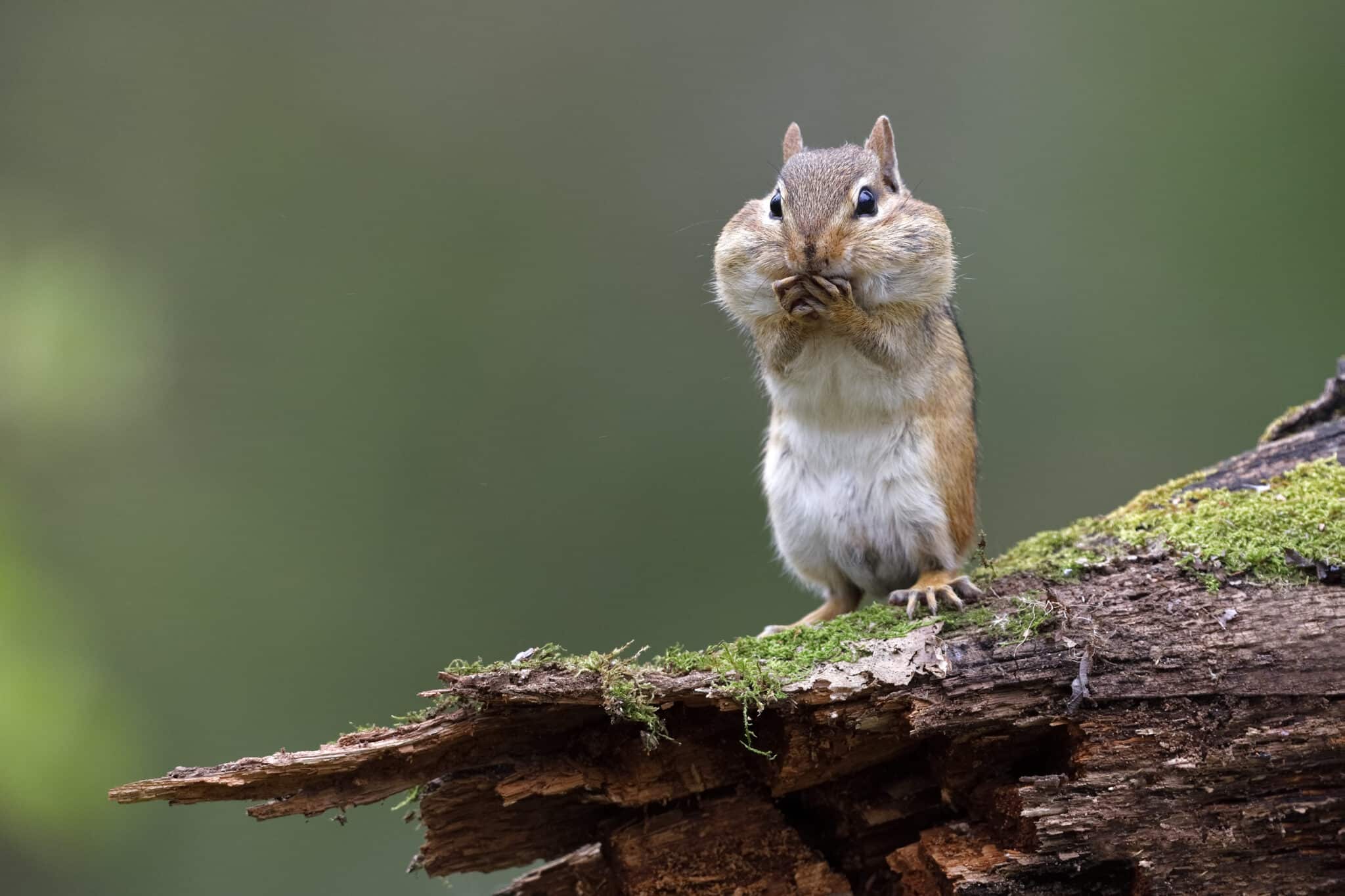 Eastern Chipmunk  standing on a mossy log with its cheek pouches full of food