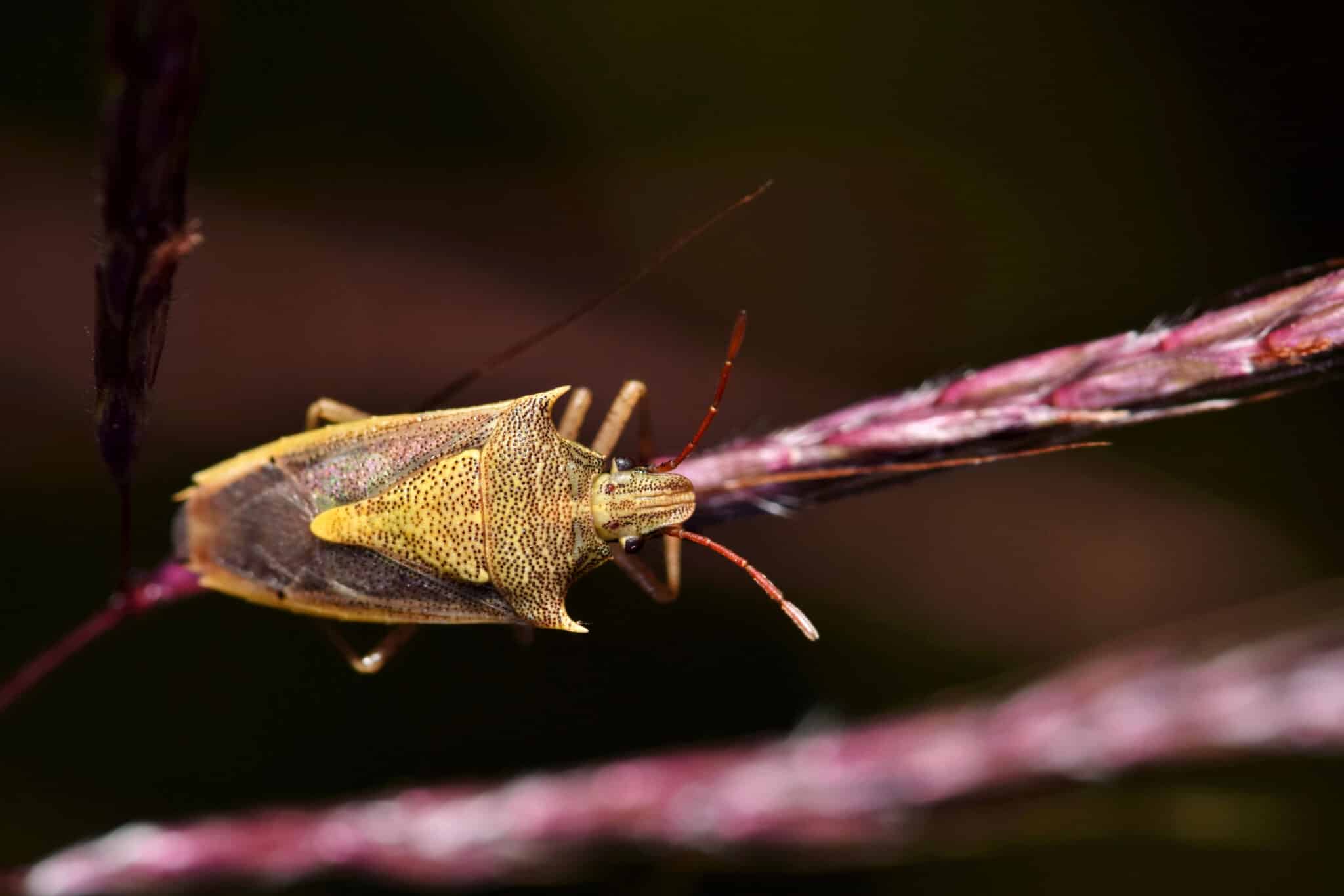 An adult Rice Stink Bug (Oebalus pugnax) on a grass stalk.
