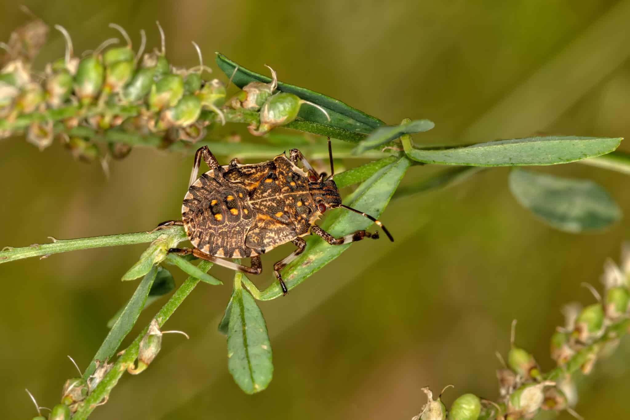 Brown marmorated stink bug (Halyomorpha halys) On Grass.