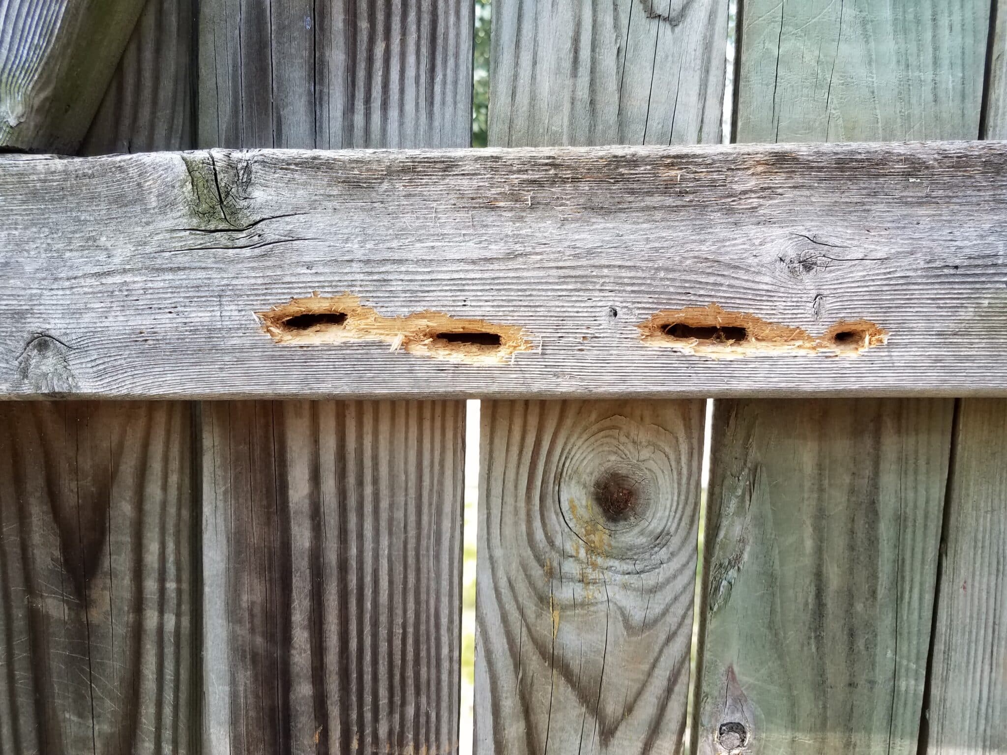 Holes in a fence caused by carpenter bees.