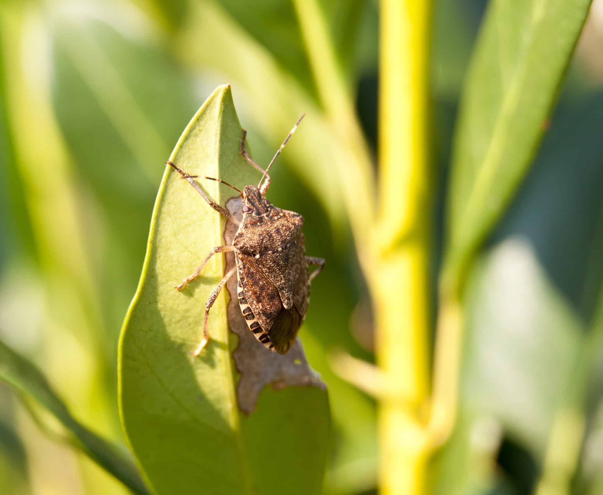 A Brown marmorated stink bug on a leaf