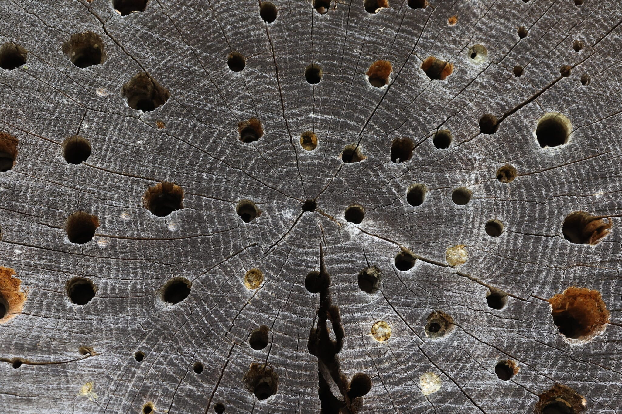Holes in a stump created by Carpenter Bees