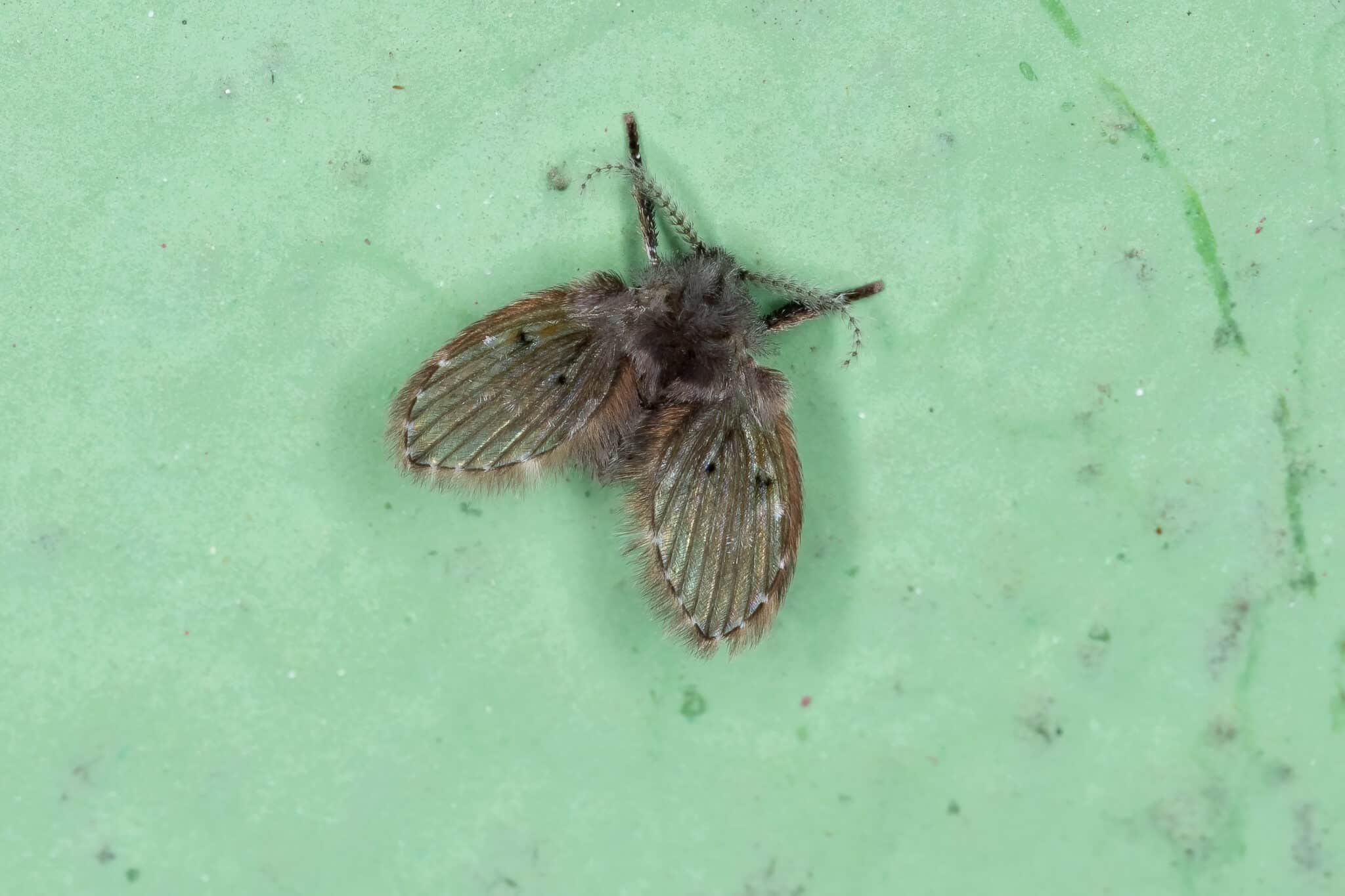a drain moth on a green surface.