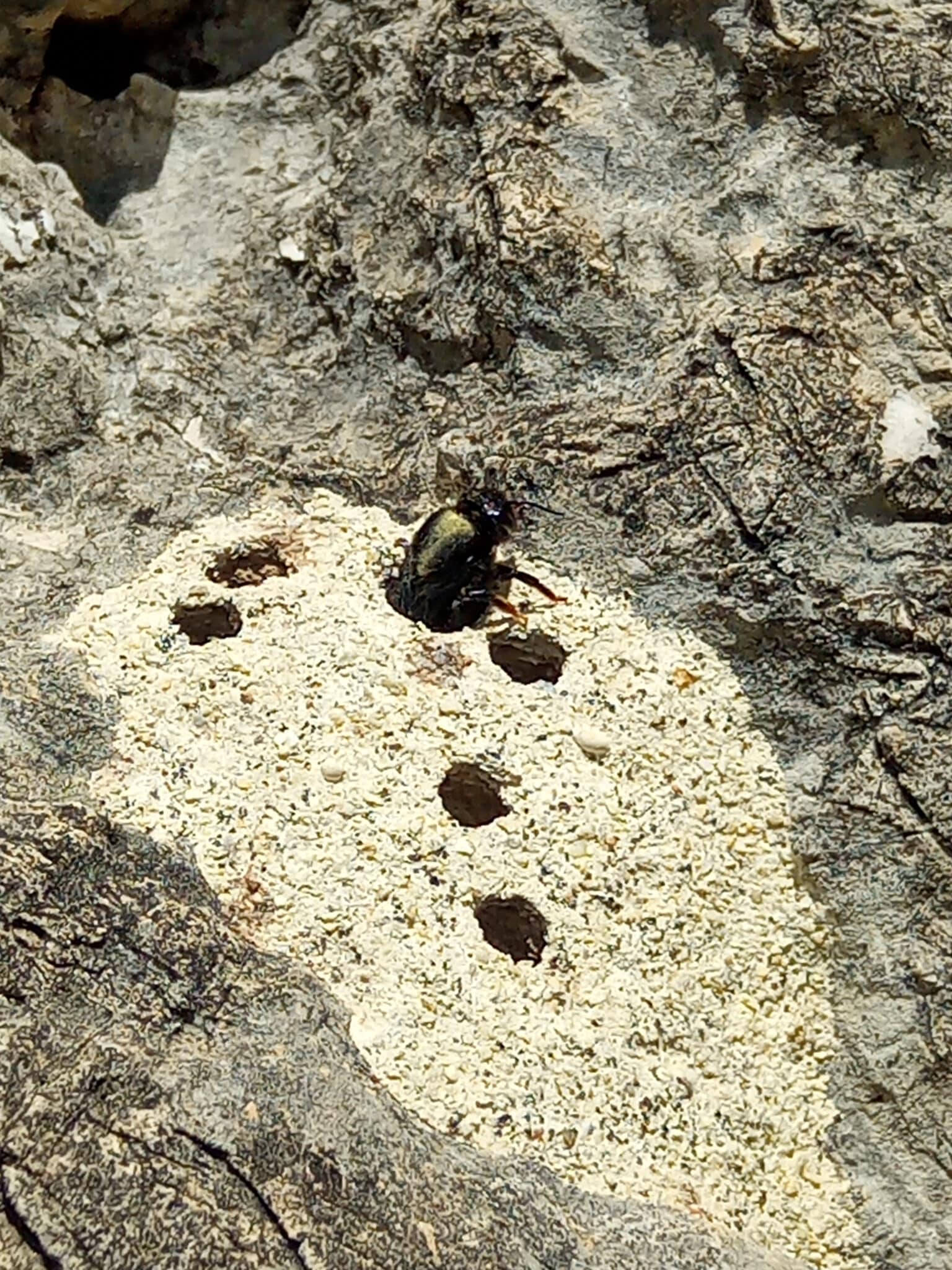 Carpenter Bee crawling out of a hole in a stump