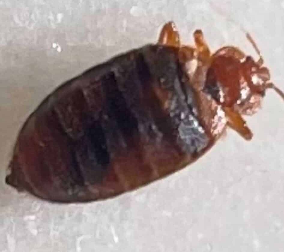 close up of a brown bedbug with whhite background.