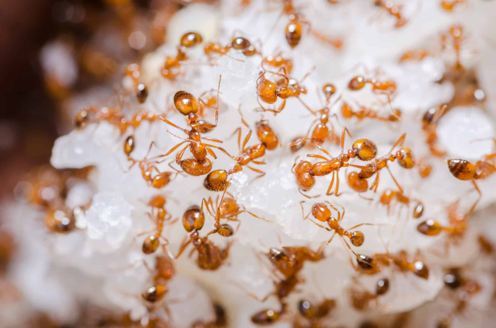 Red fire ants on a Grain of white Rice.