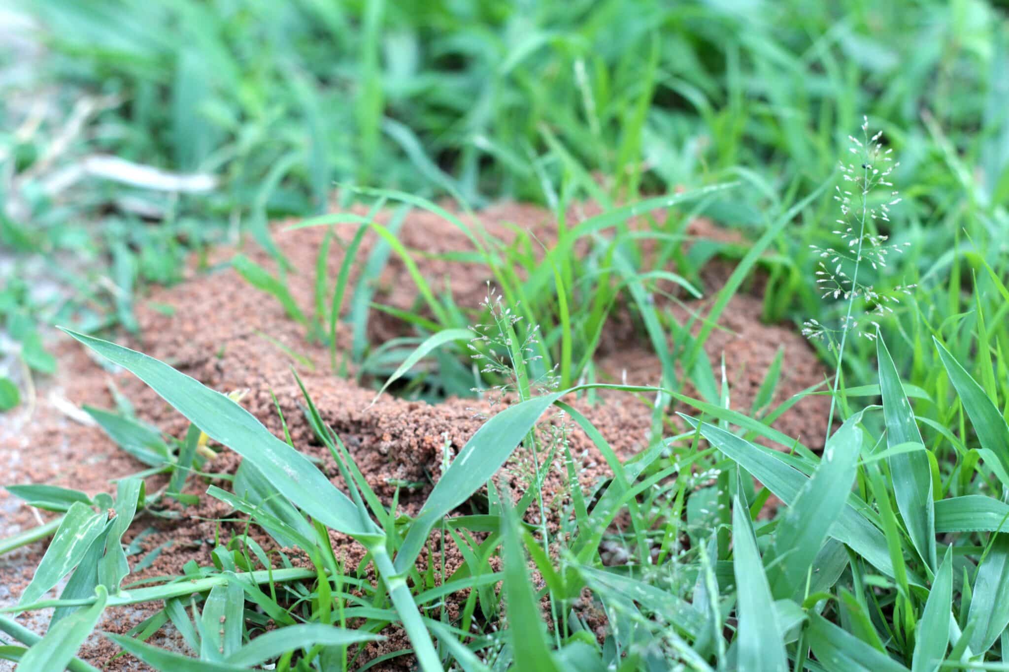 A fire ant mound surrounded by green grass.