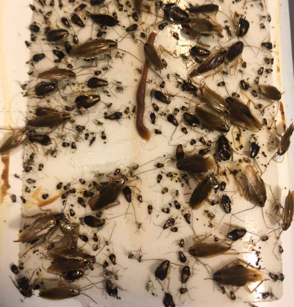 brown German Roaches stuck in white glue trap.