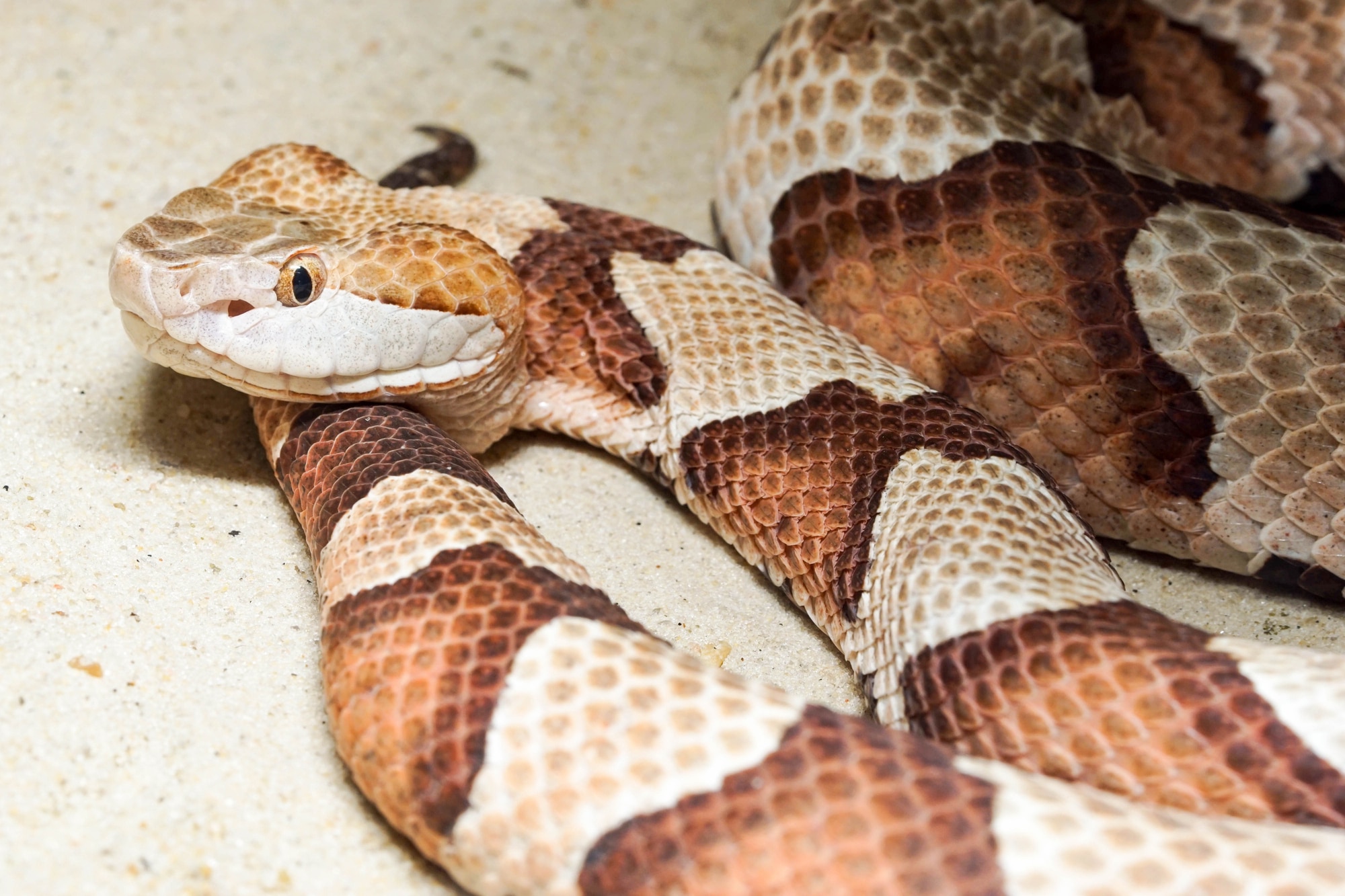 Close up view of a Copperhead Snake.
