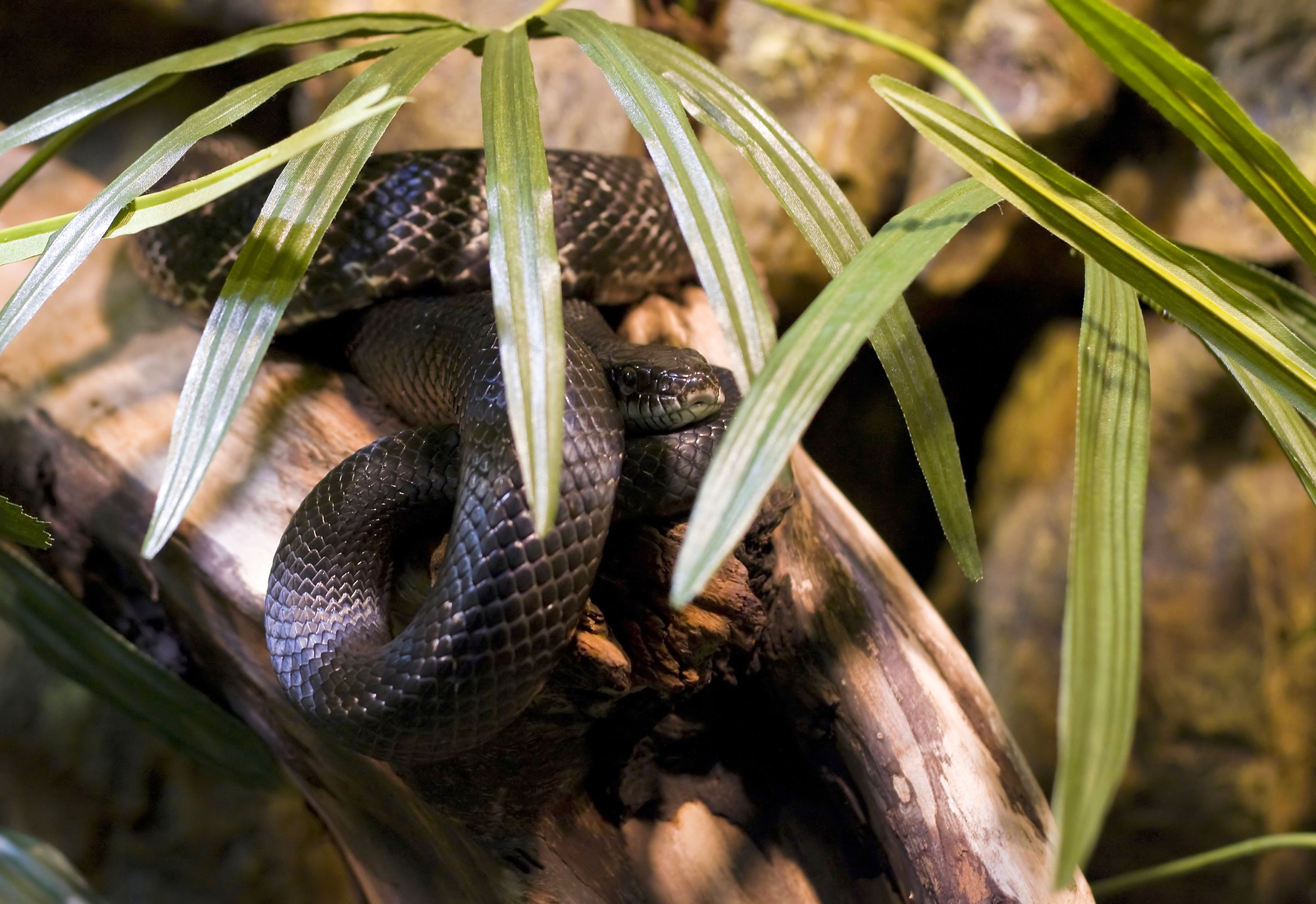 Black Rat Snake Relaxing In The Forest