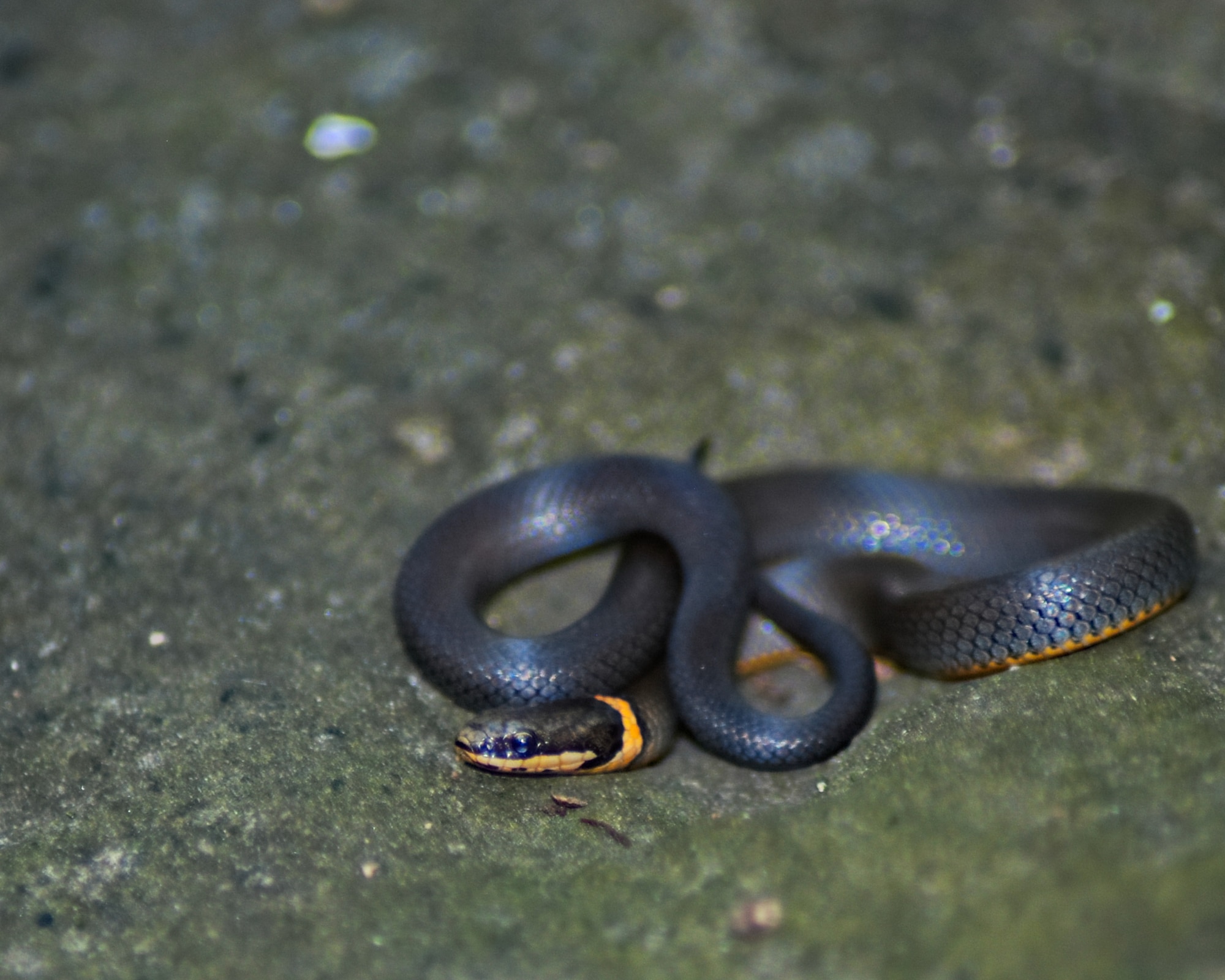 A small Ringneck Snake up on a boulder.