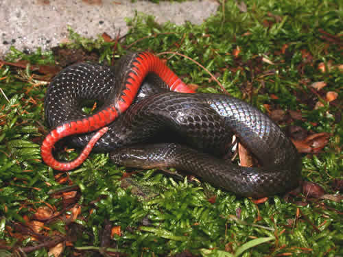 Black Swamp Snake On Moss