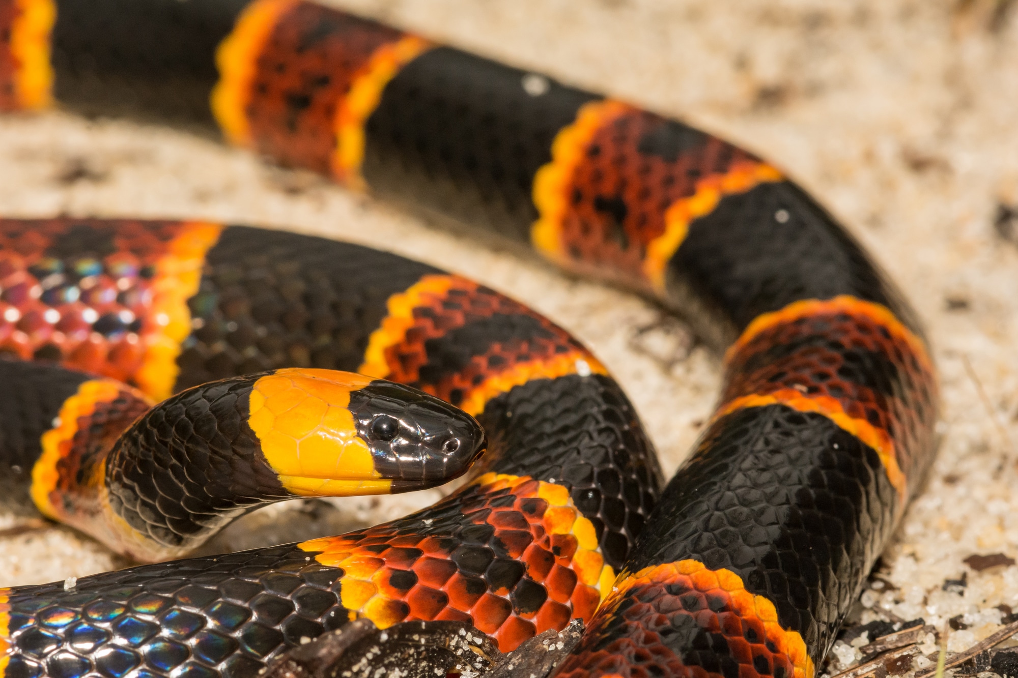 Eastern Coral Snake on the sand