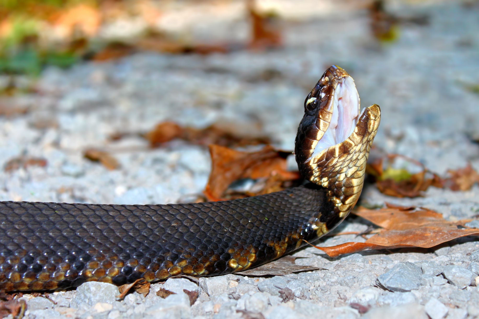Cottonmouth snake opening it's mouth on the ground
