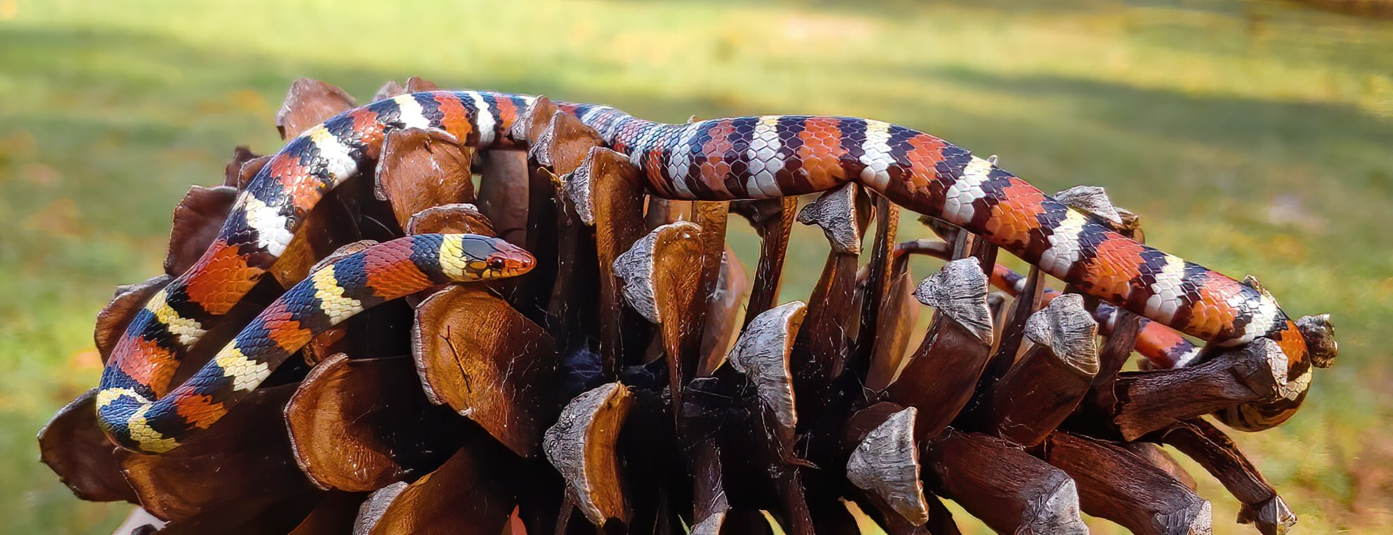 wild juvenile scarlet king snake posed on a long leaf pine tree pinecone