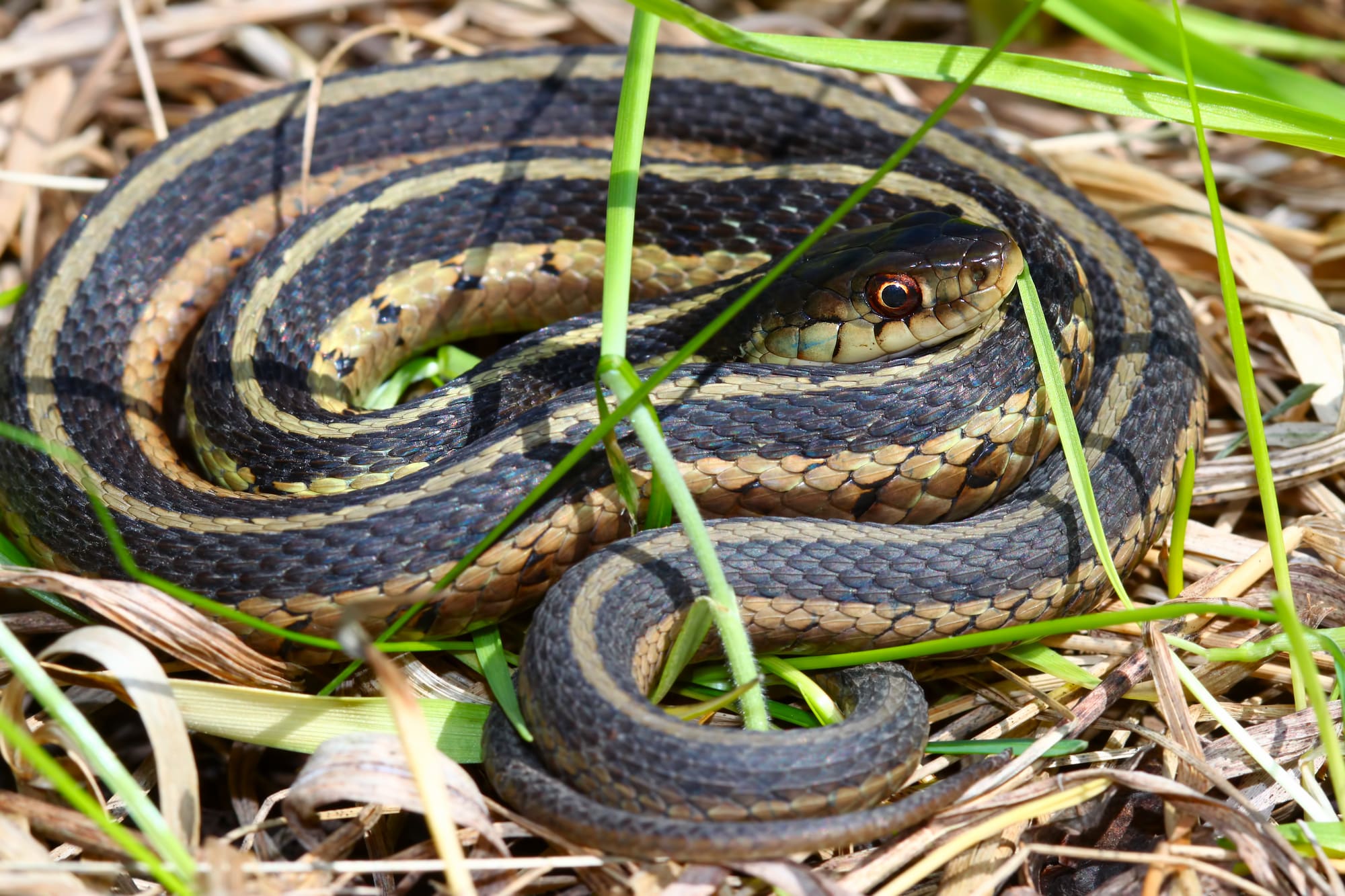 Garter Snake basking on the grass