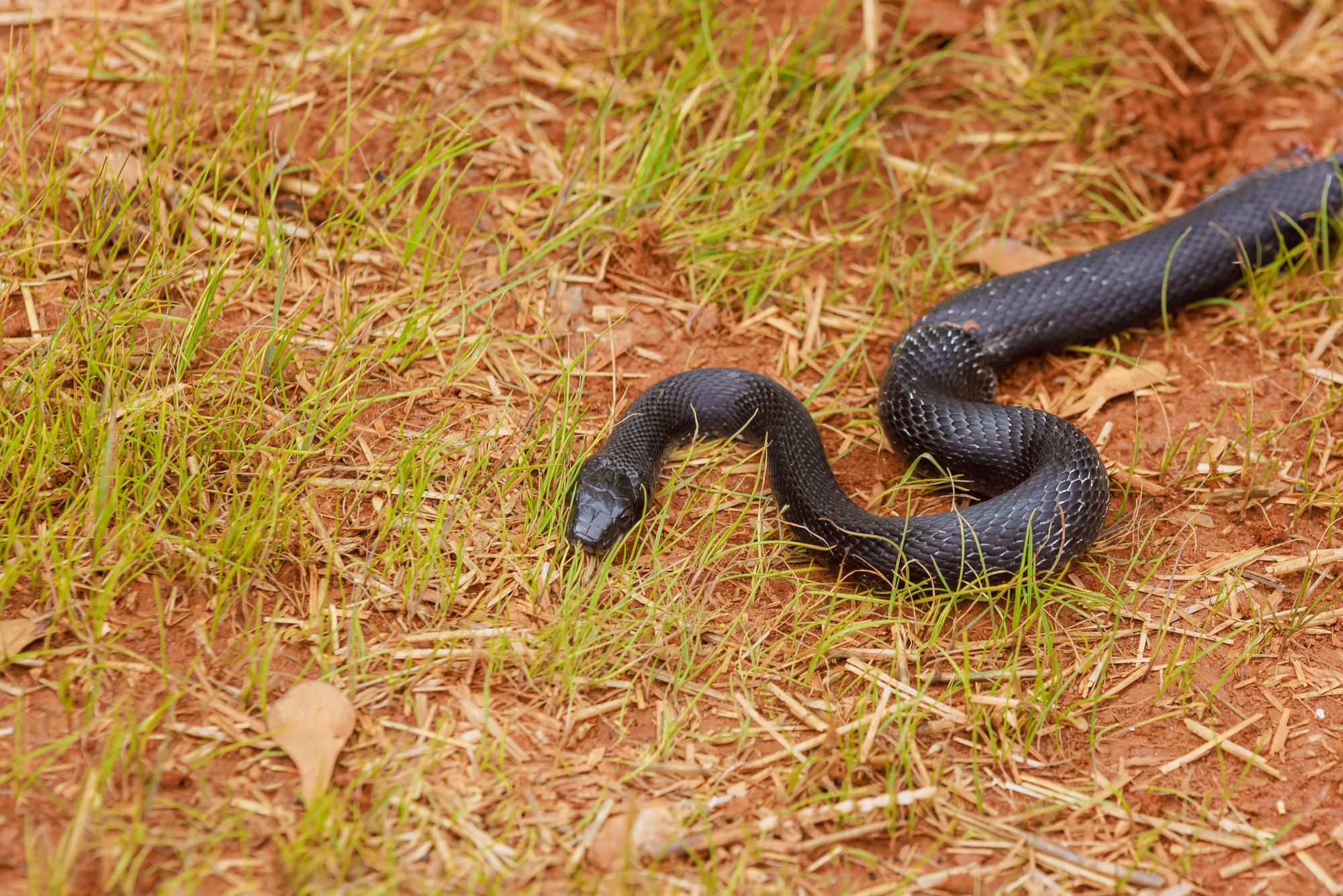 A black rat snack slithering through the forest floor.